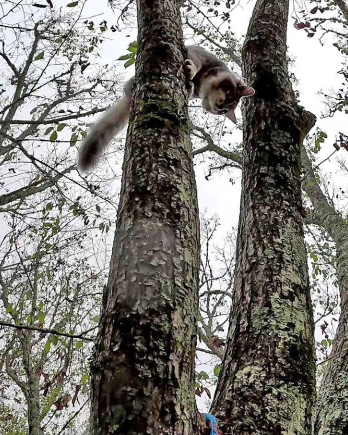 cat in a tree