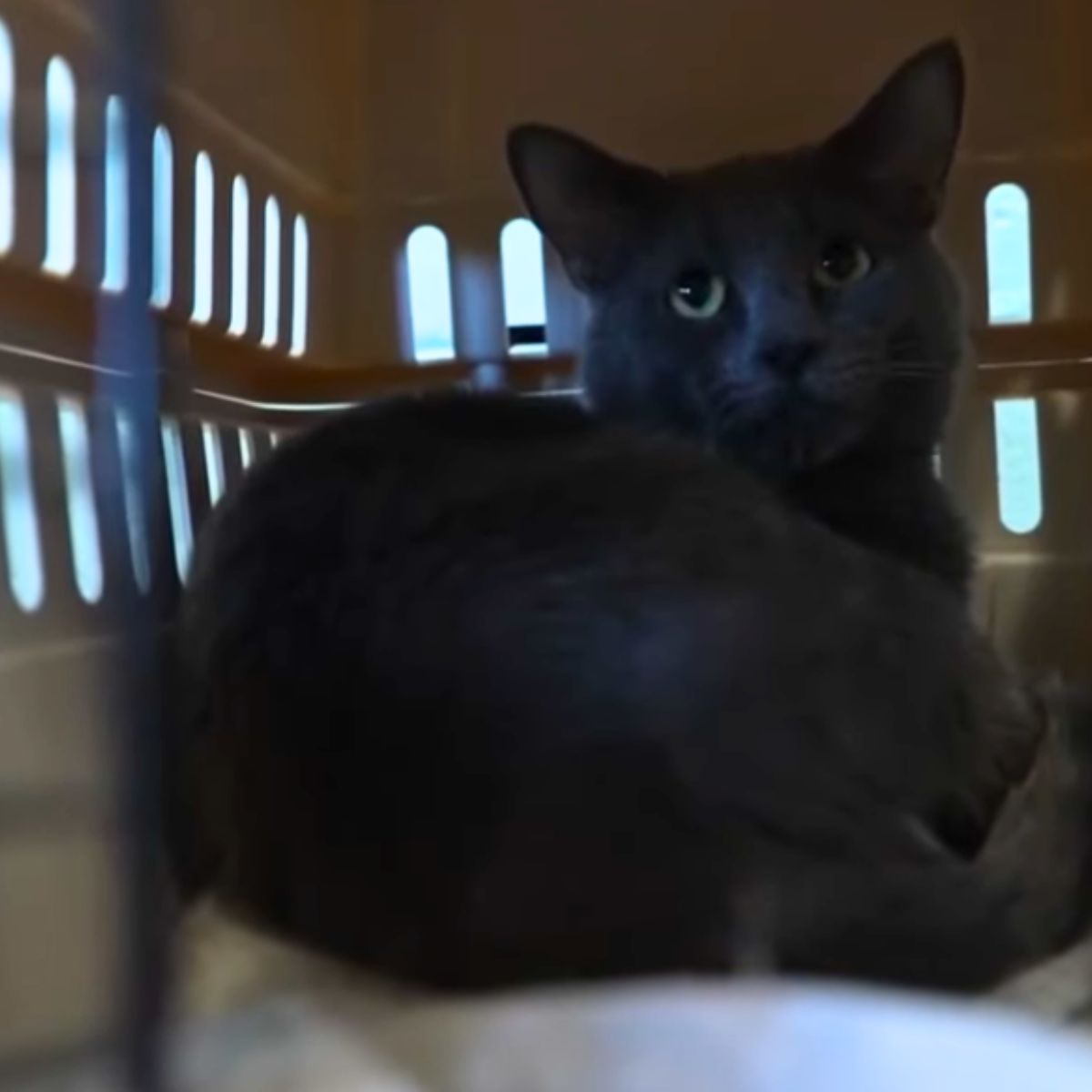 cat in carrier