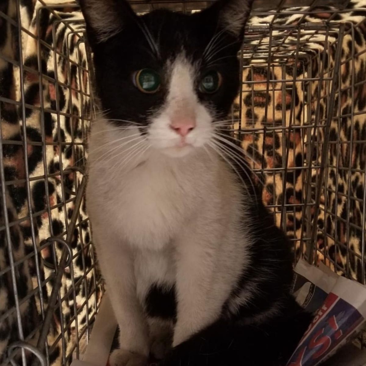 cat in carrier