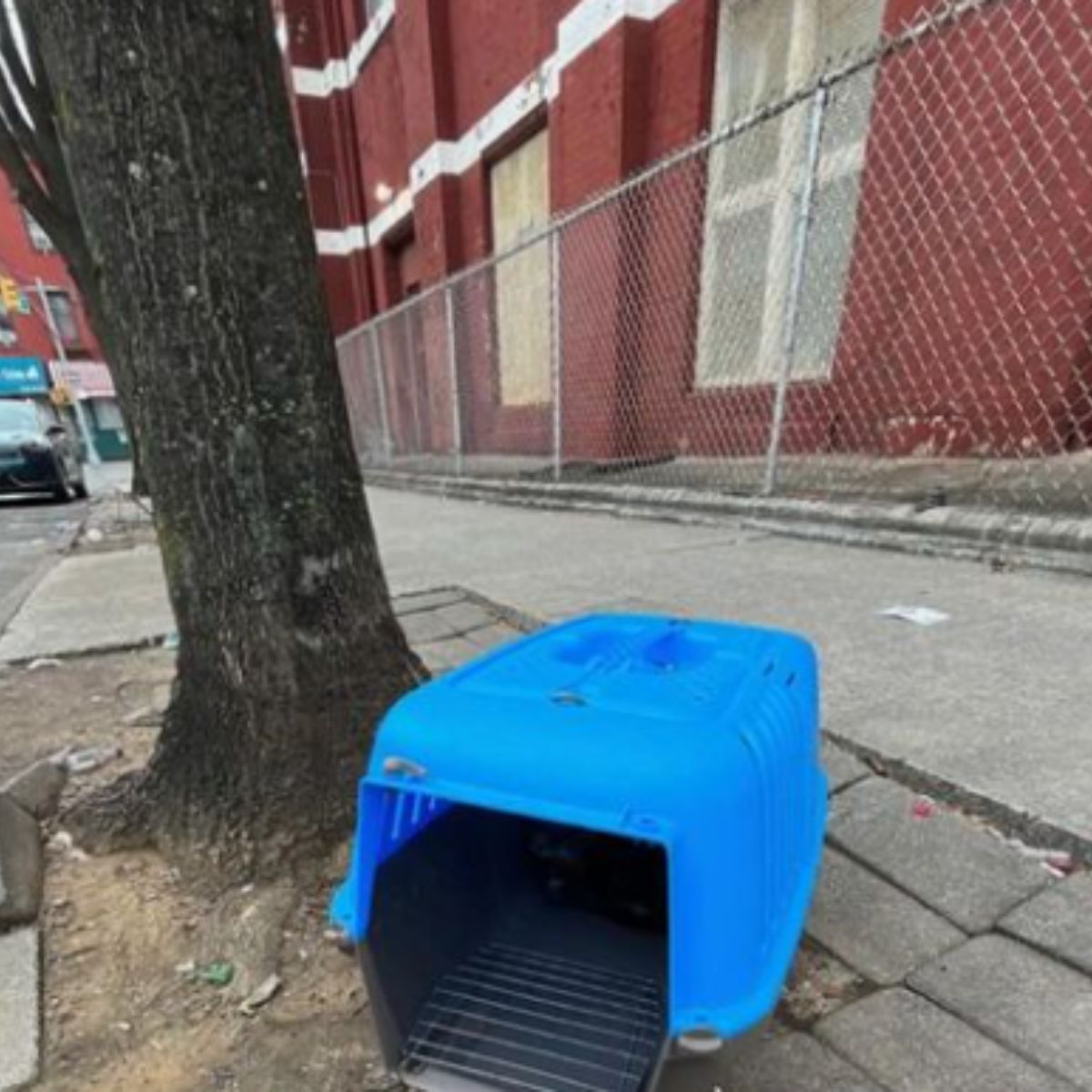 cat in carrier with cat abandoned