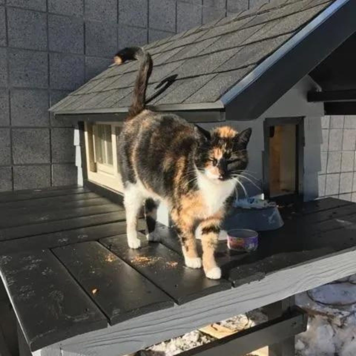 cat in front of cat house