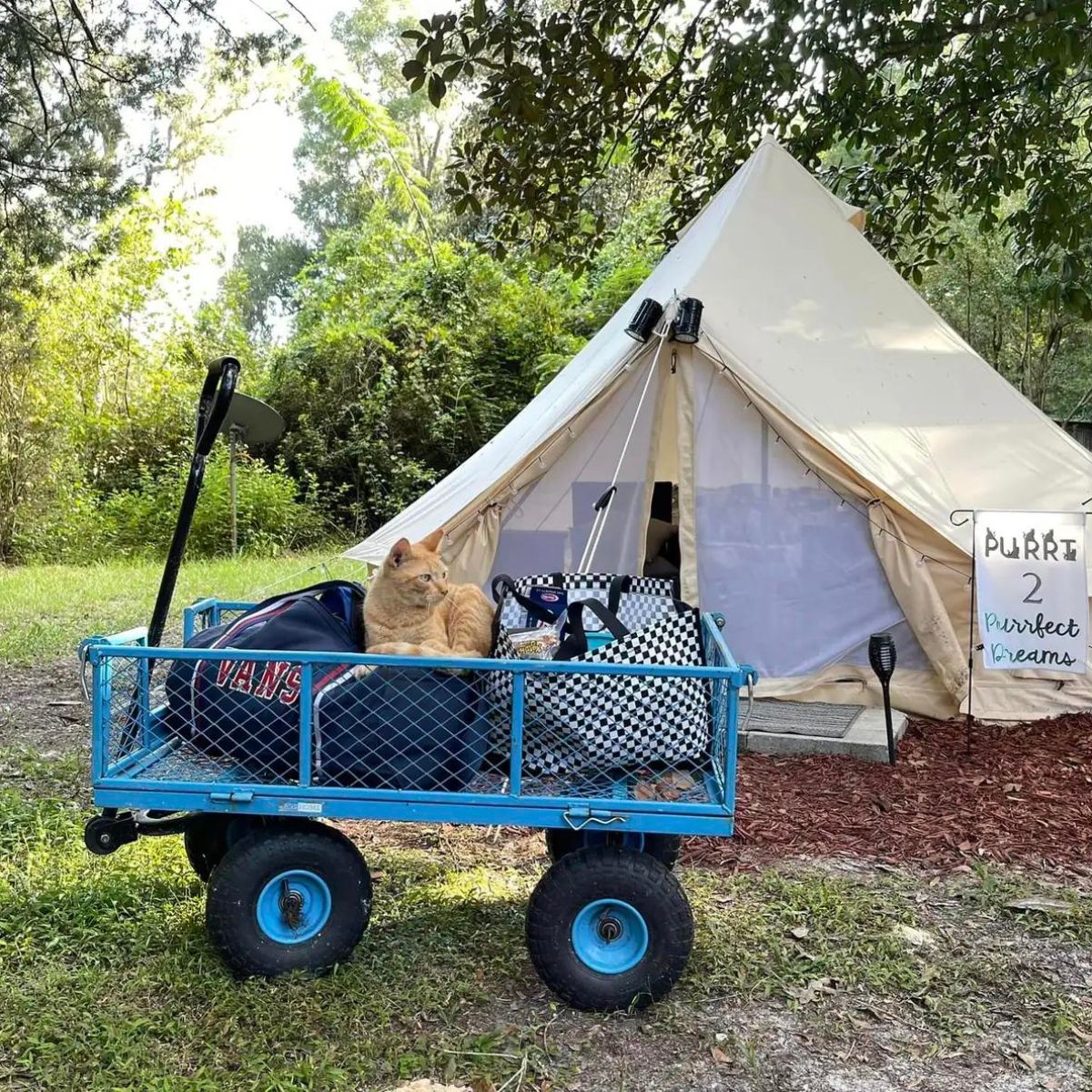 cat in front of tent