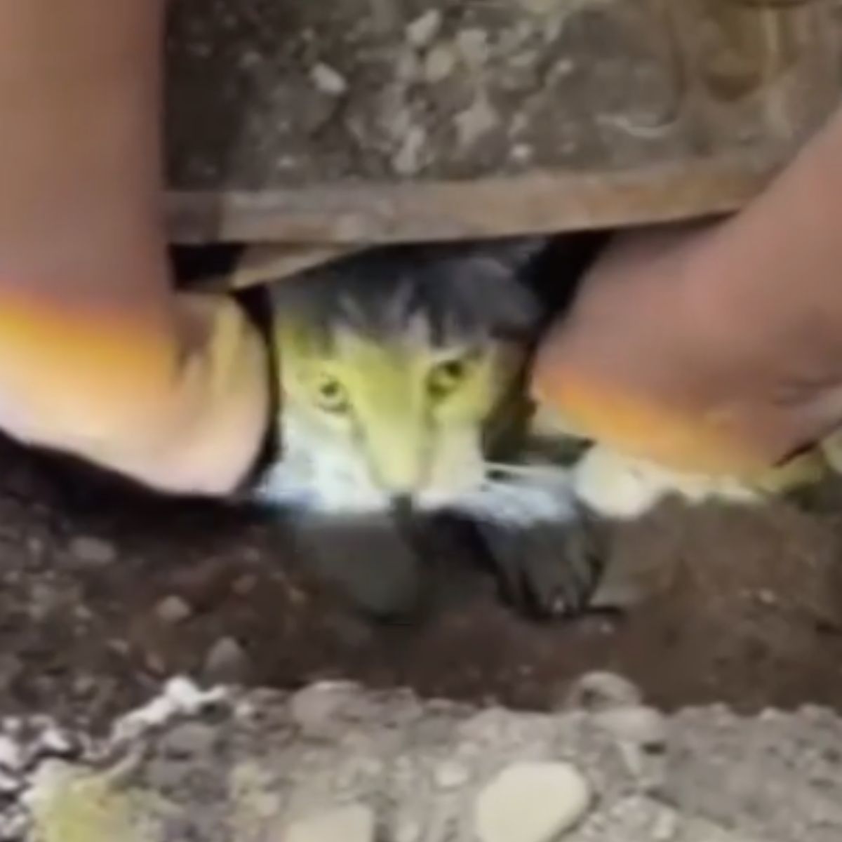 cat in ruins