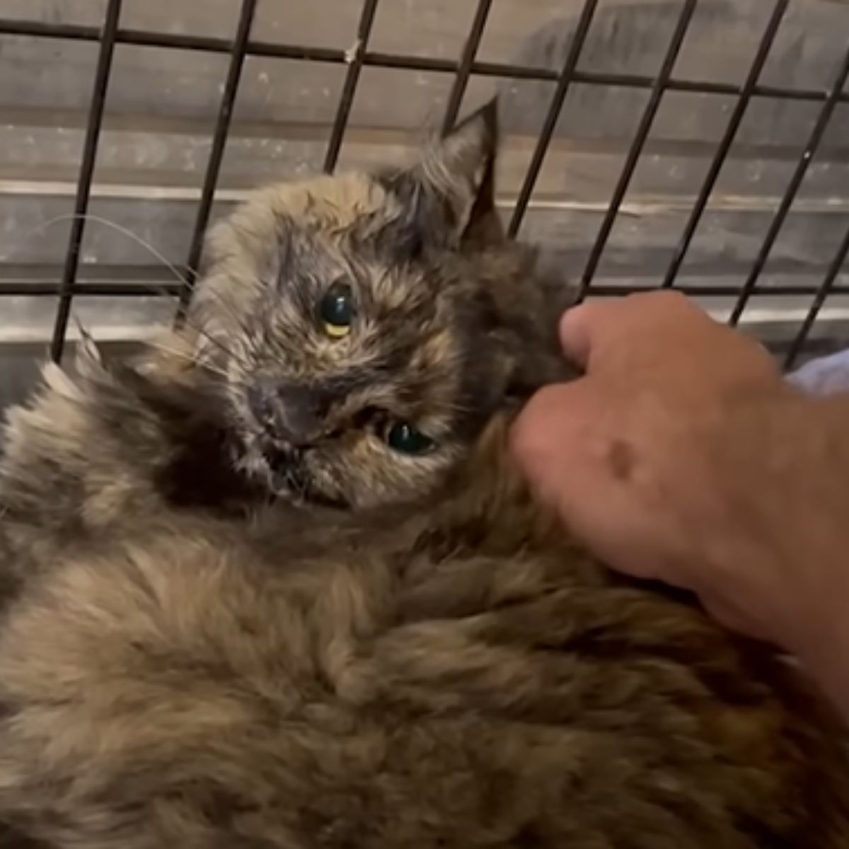 cat in terrible condition put in a carrier