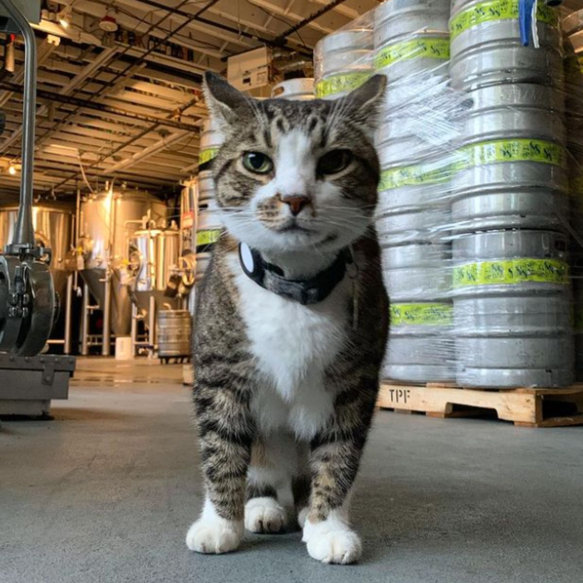 cat in warehouse