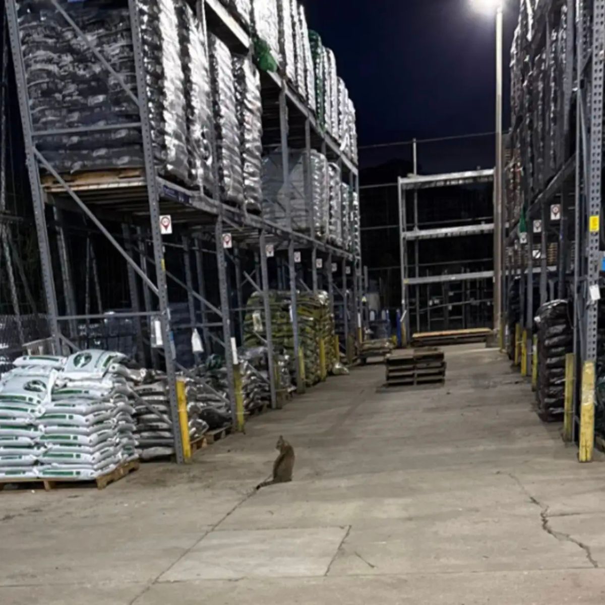 cat in warehouse