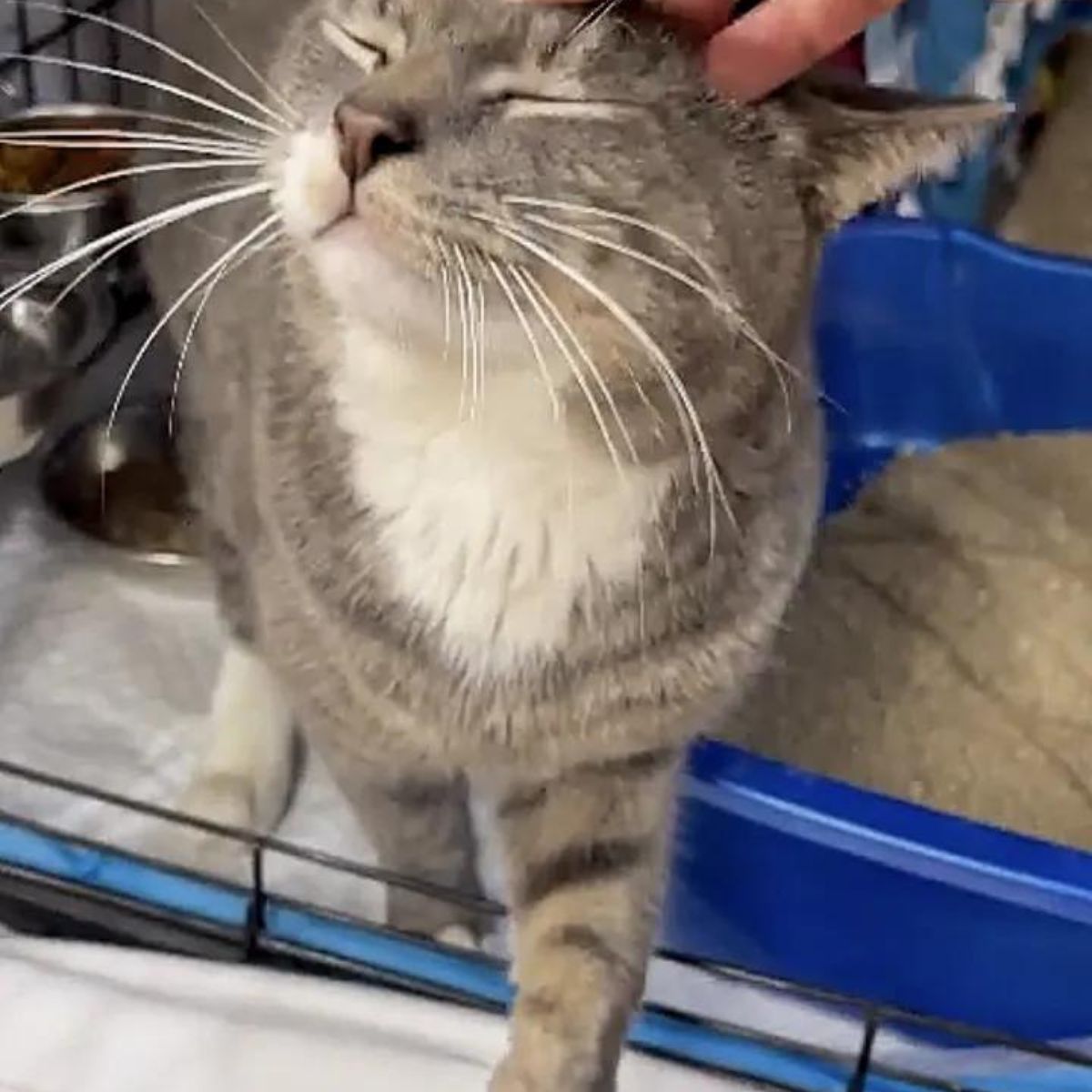cat is being cuddled