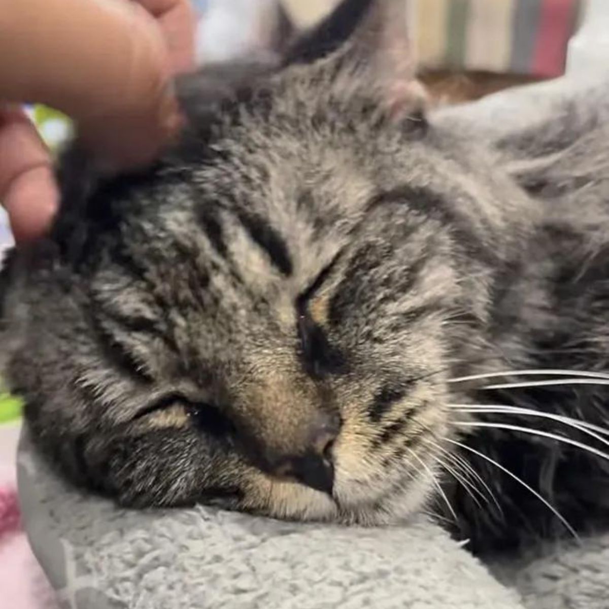 cat is being cuddled