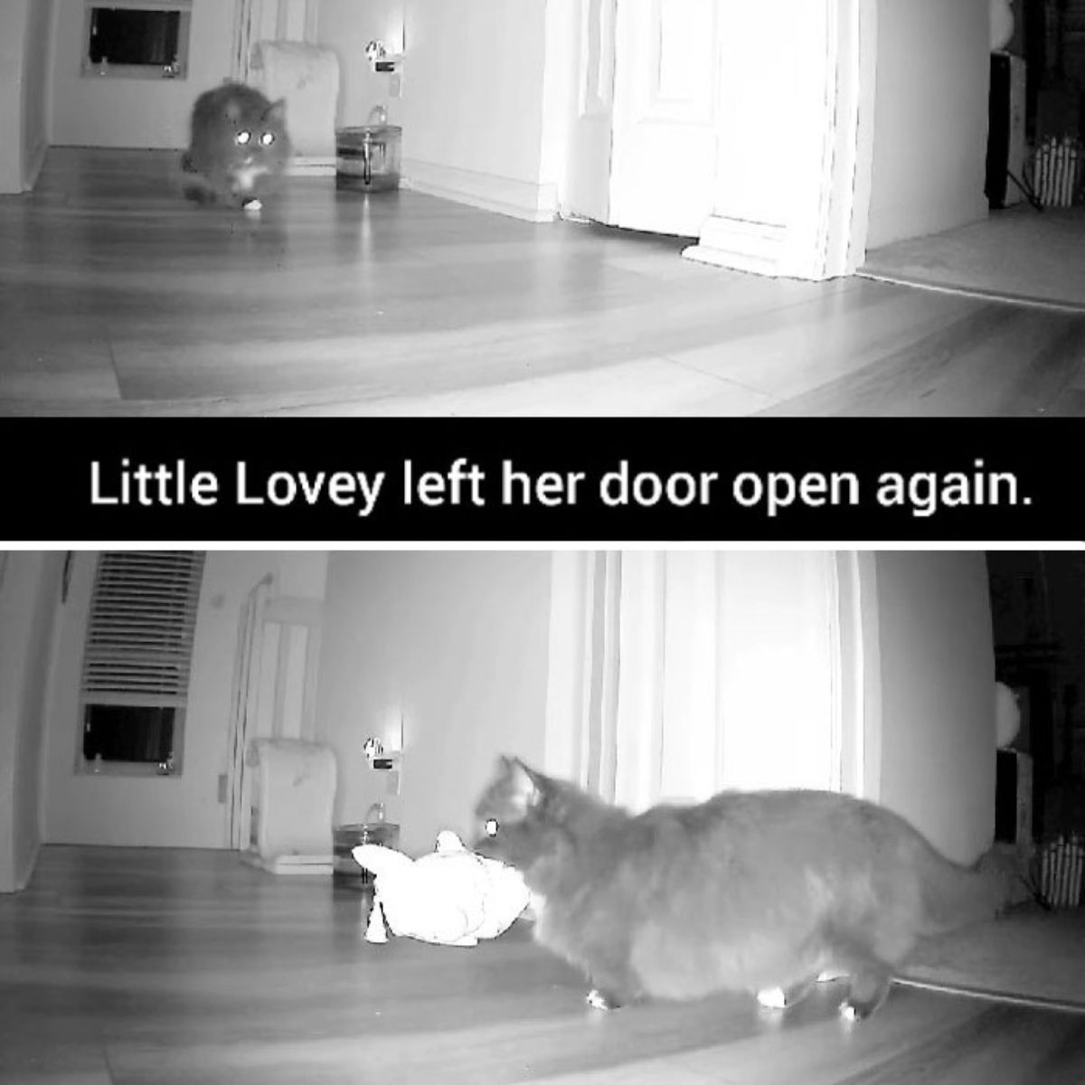 cat is being watched on camera playing