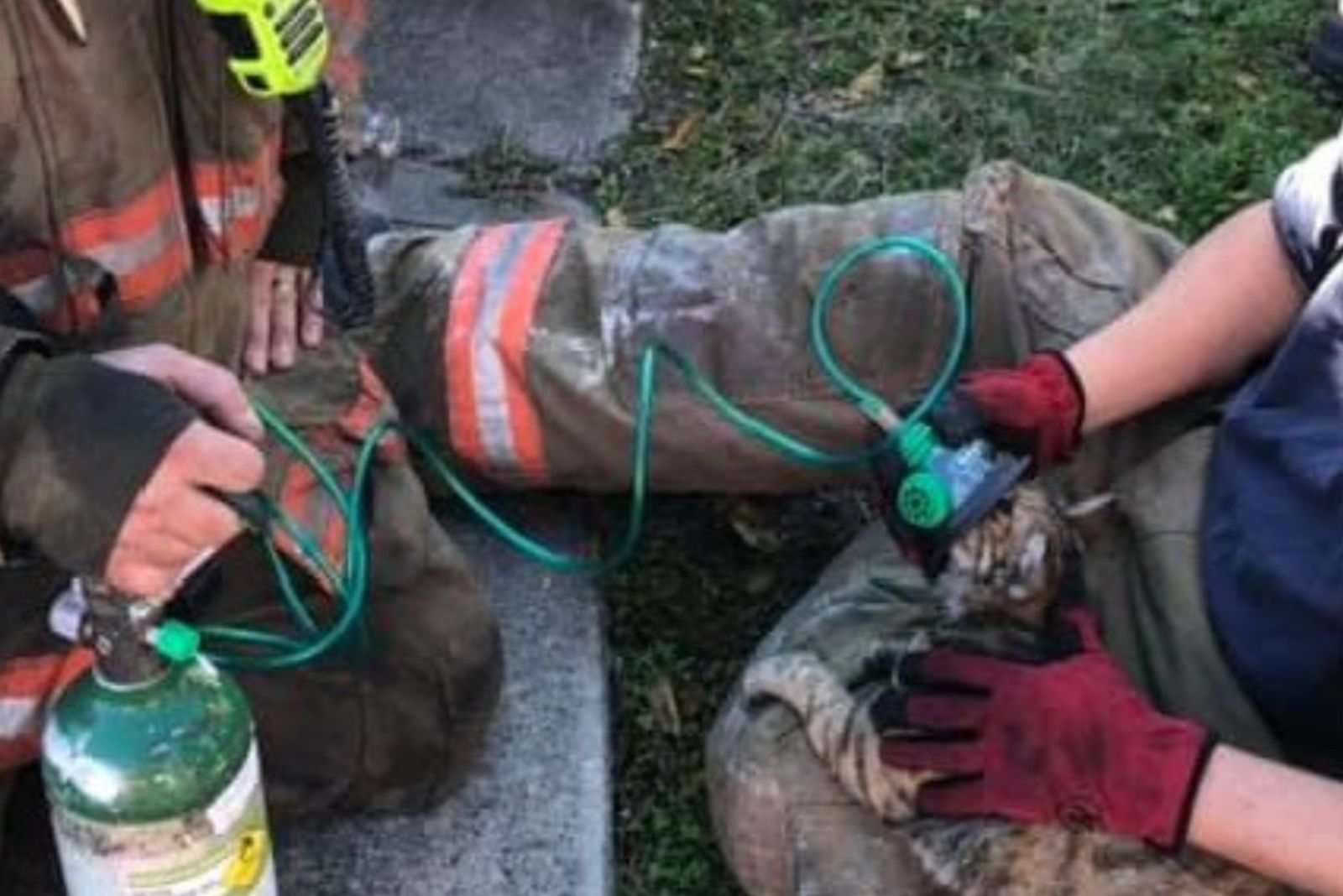 cat is getting oxygen
