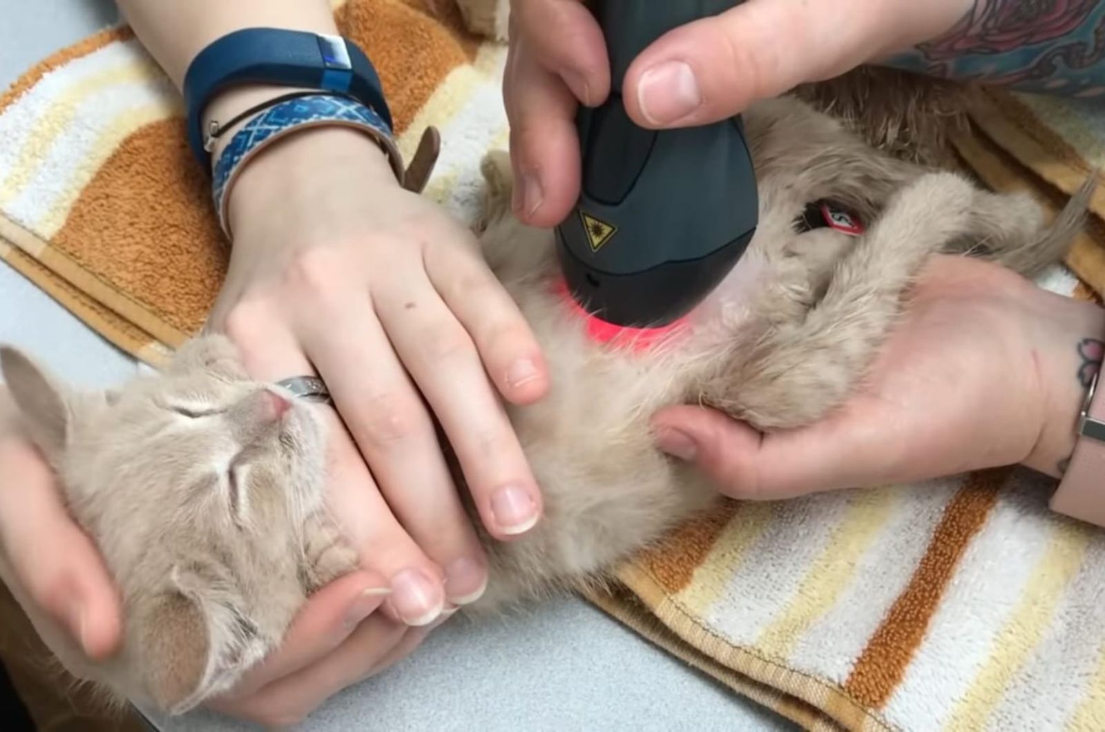 cat is having an ultrasound