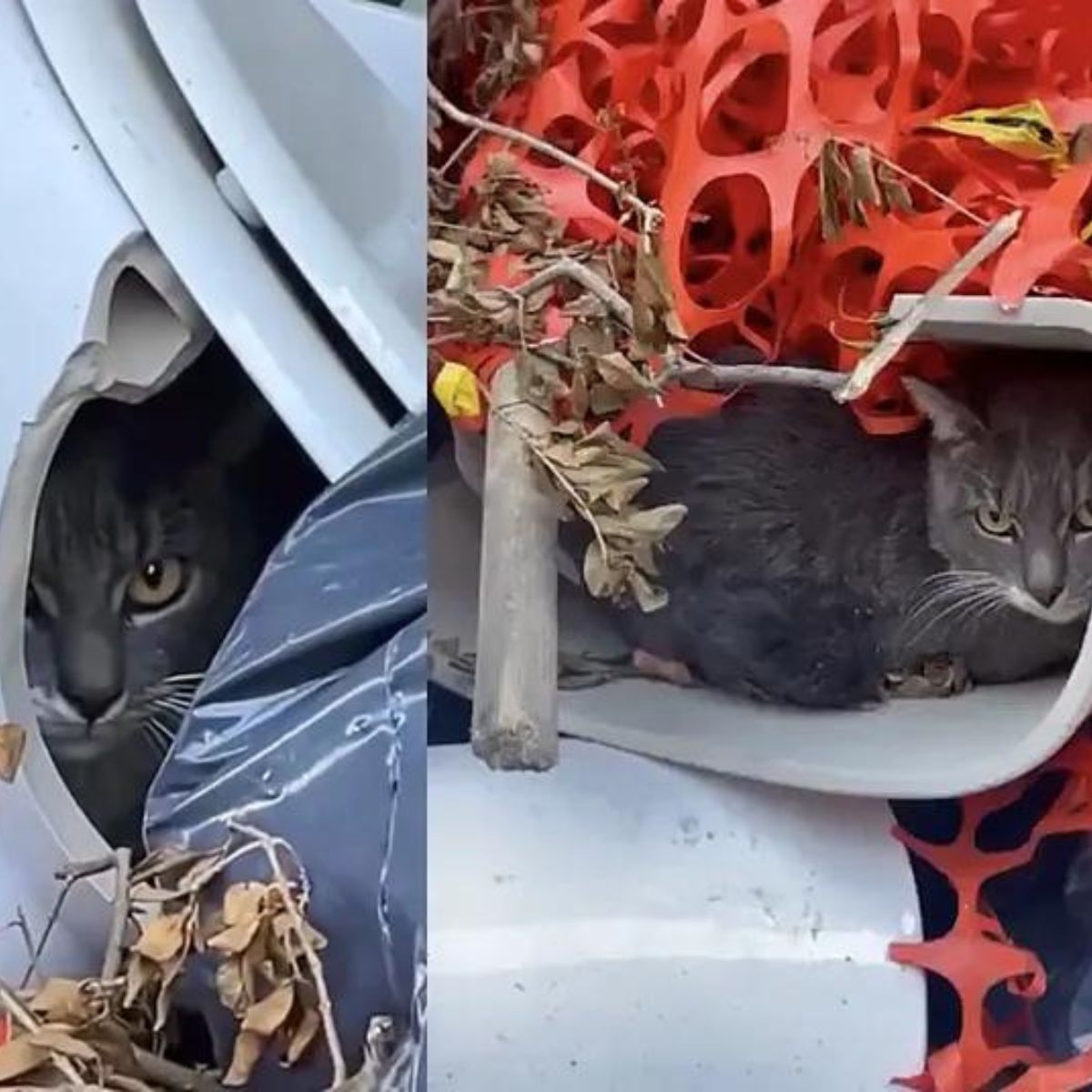 cat is hiding