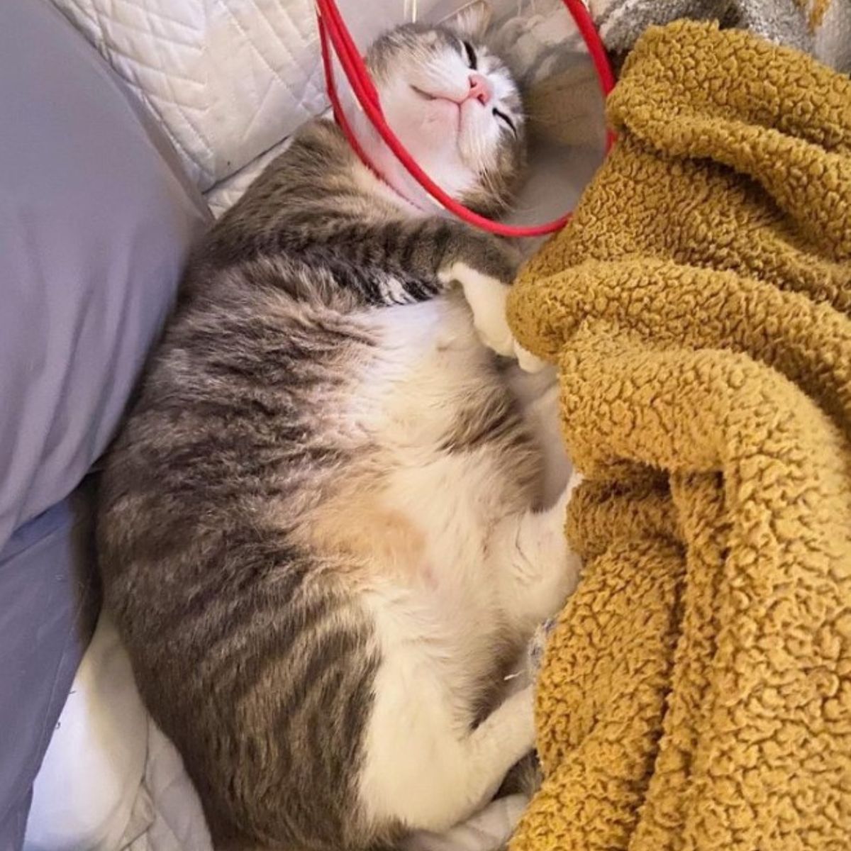 cat is lying down with a collar