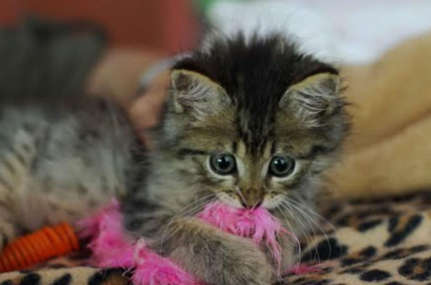 cat is playing with a toy