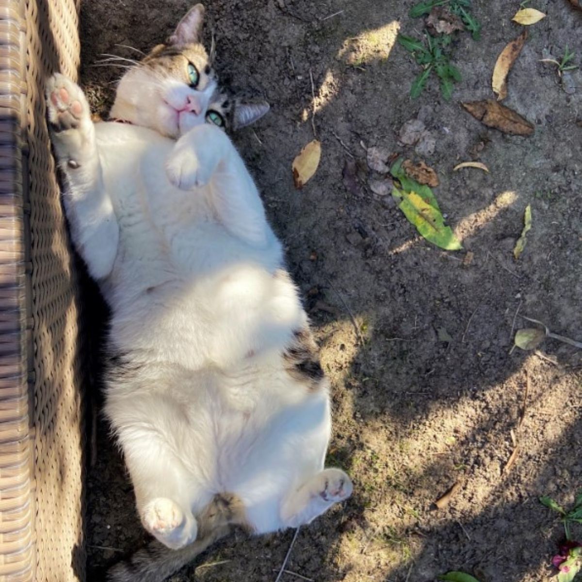 cat is rolling on the ground