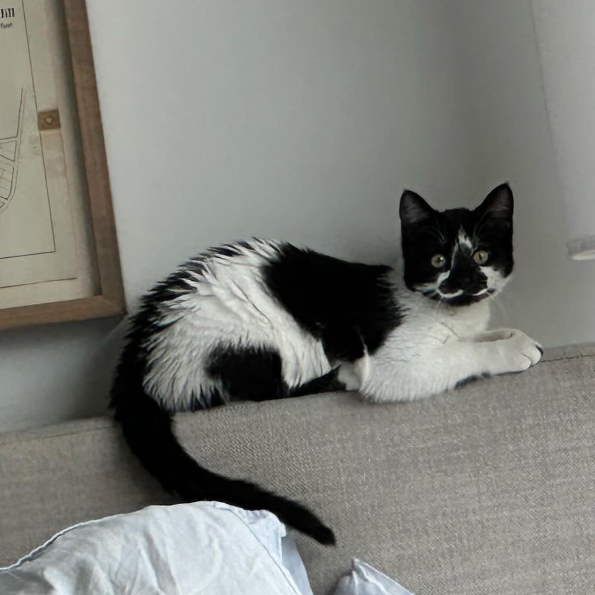 cat is sitting on the sofa