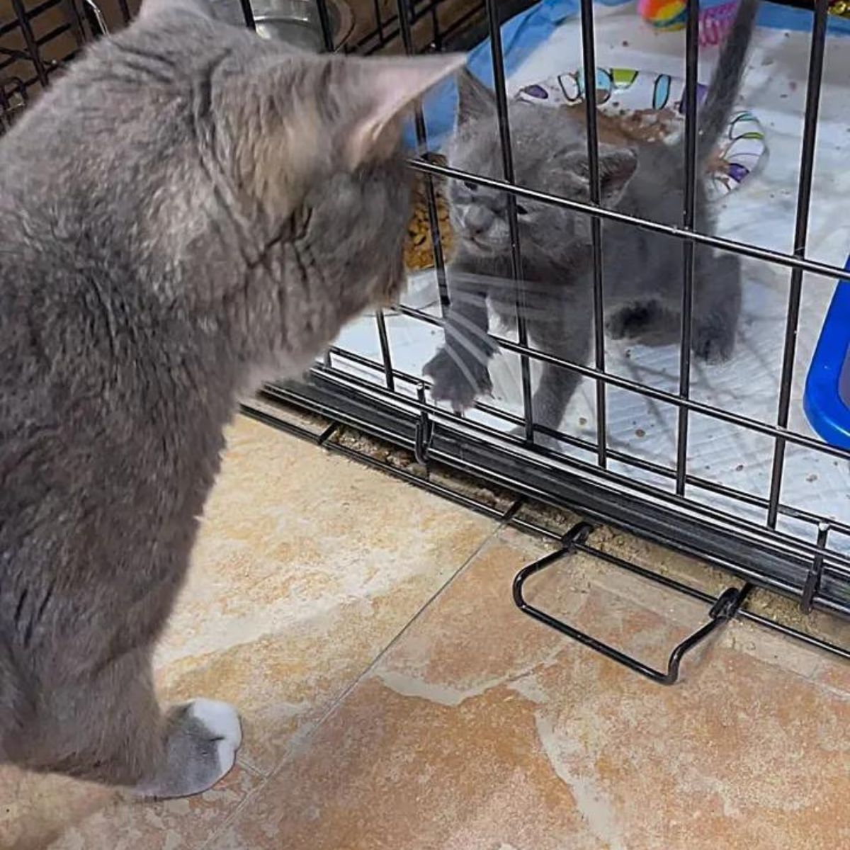 cat is watching the kitten in the cage