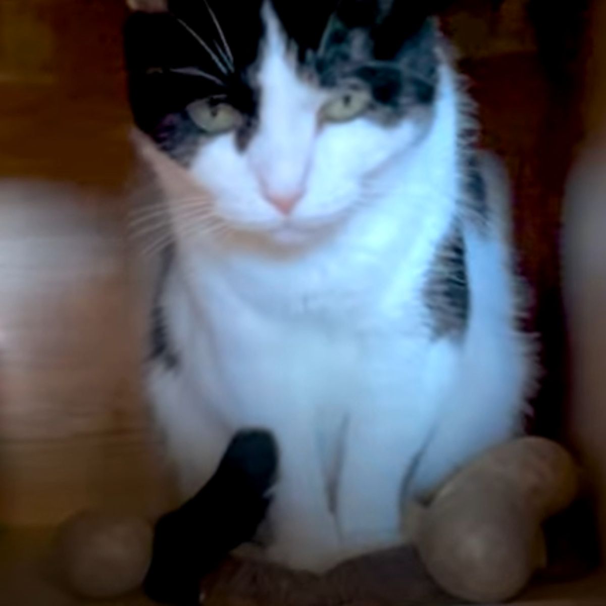 cat keeps the potatoes