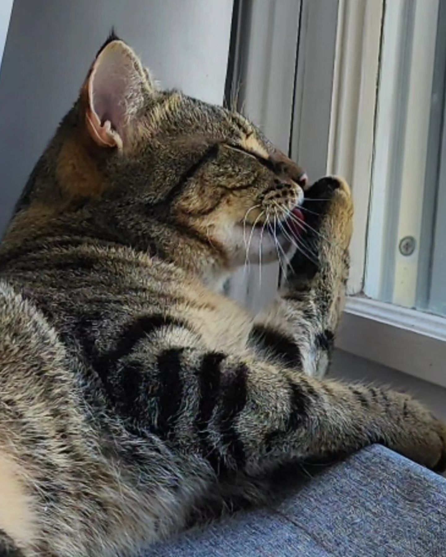 cat licking her paws