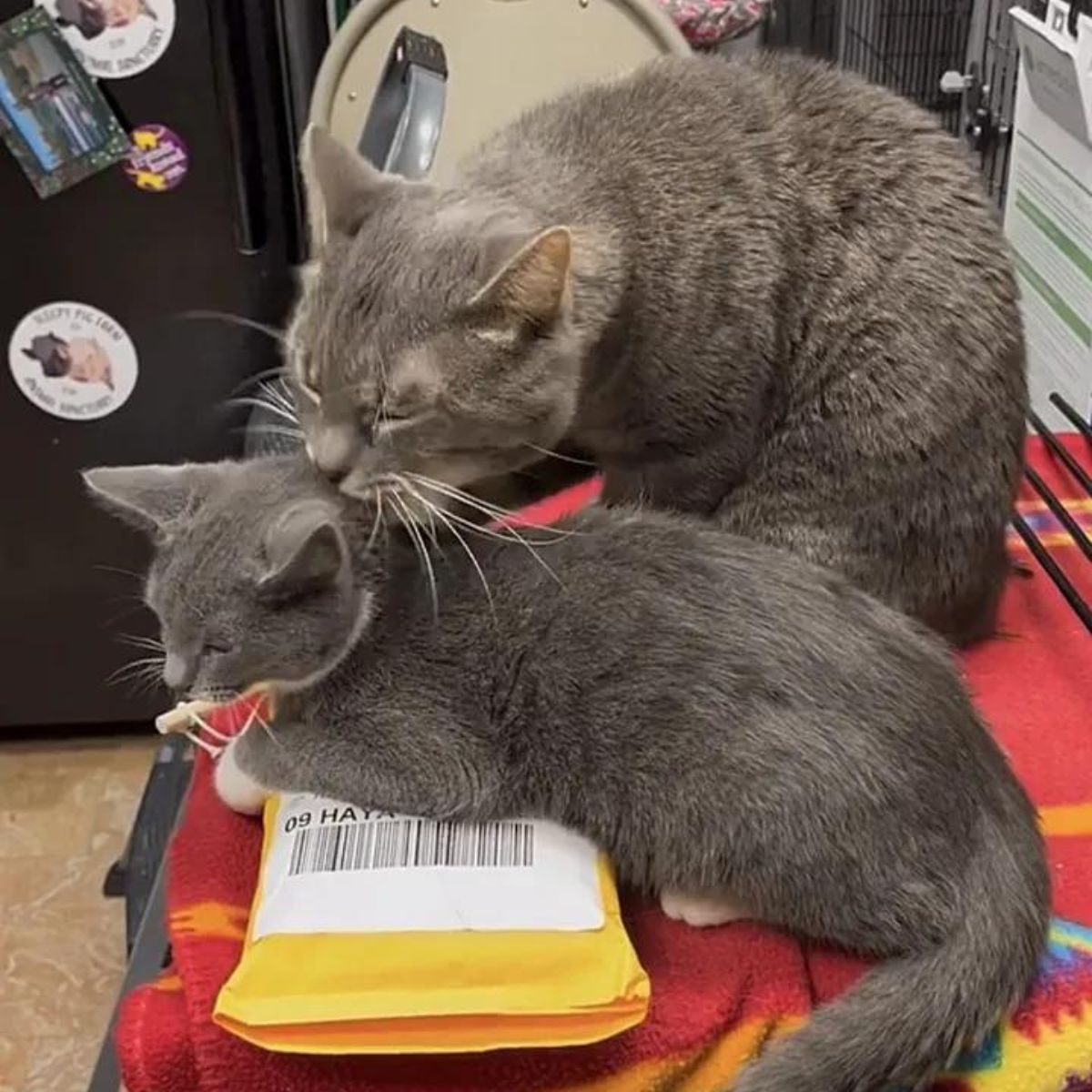 cat licks the kitten
