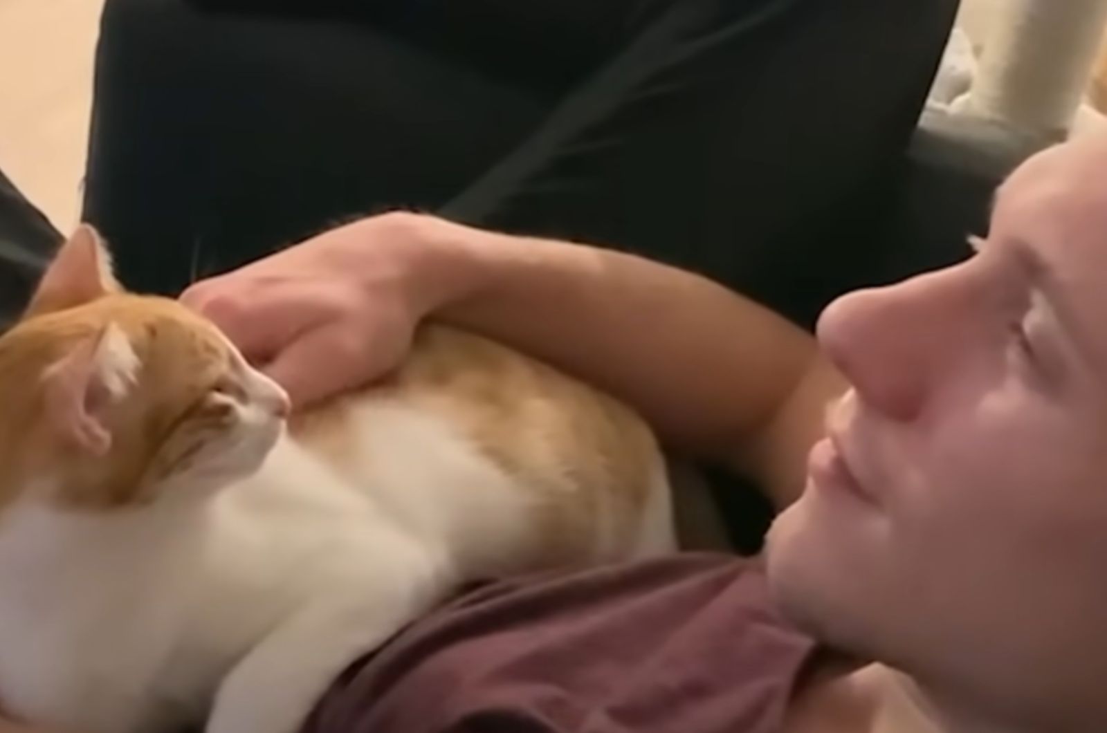 cat lies on the man