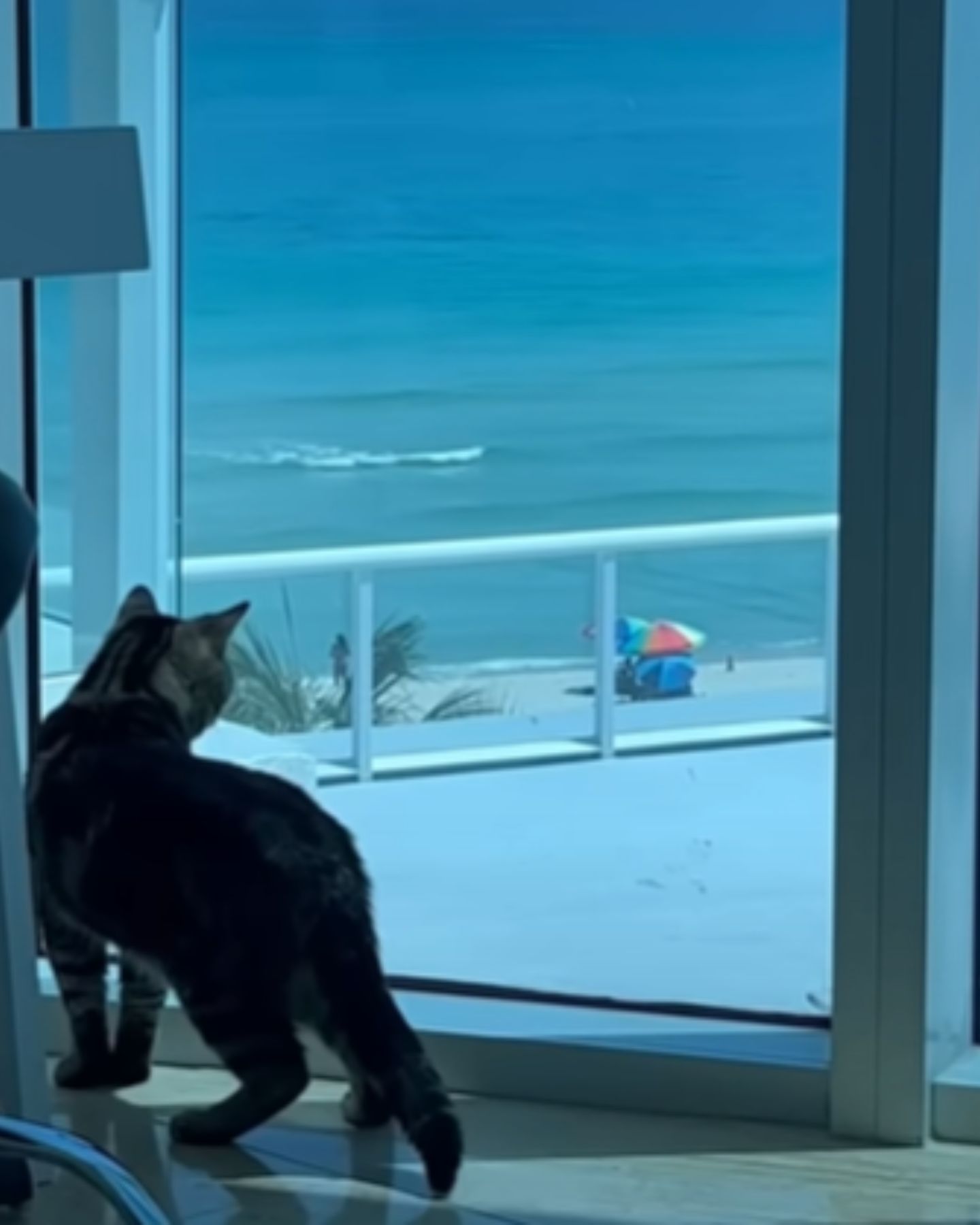 cat looks at the sea from the window