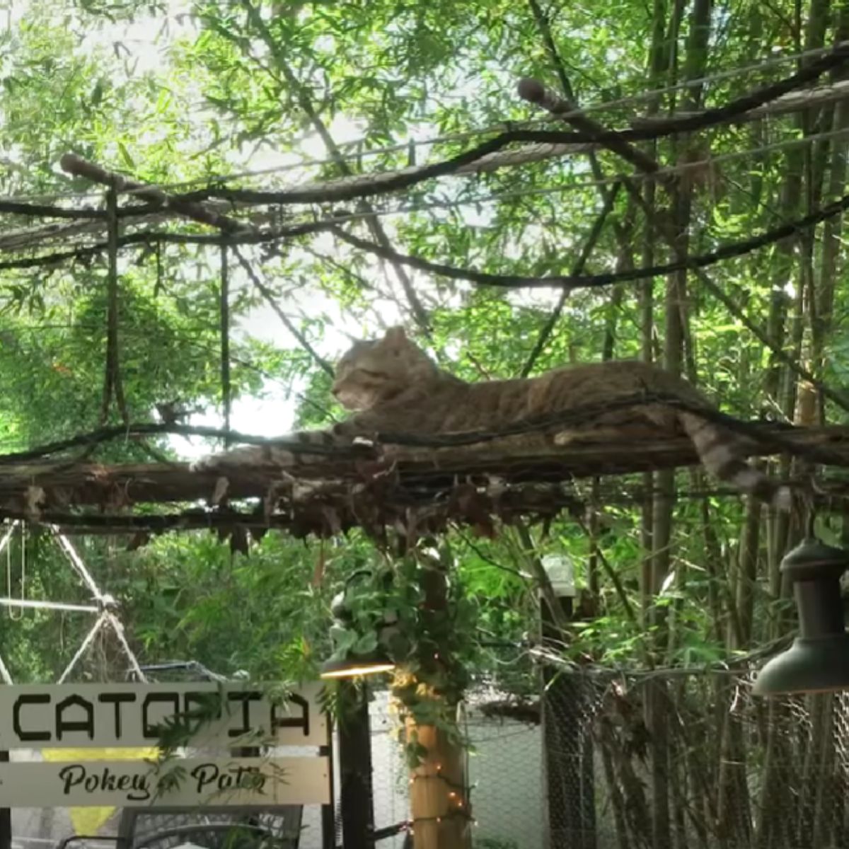 cat lying on high