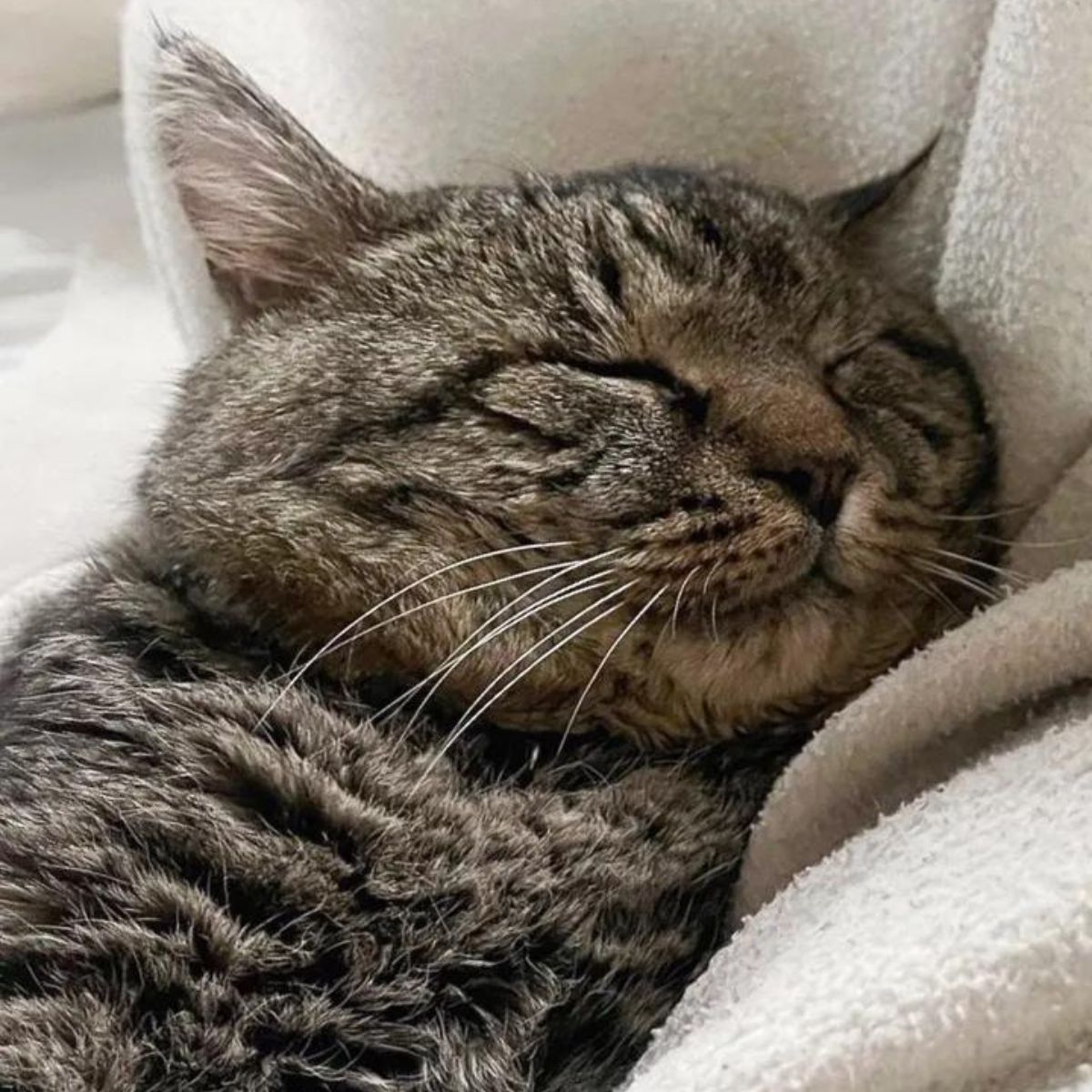 cat nap
