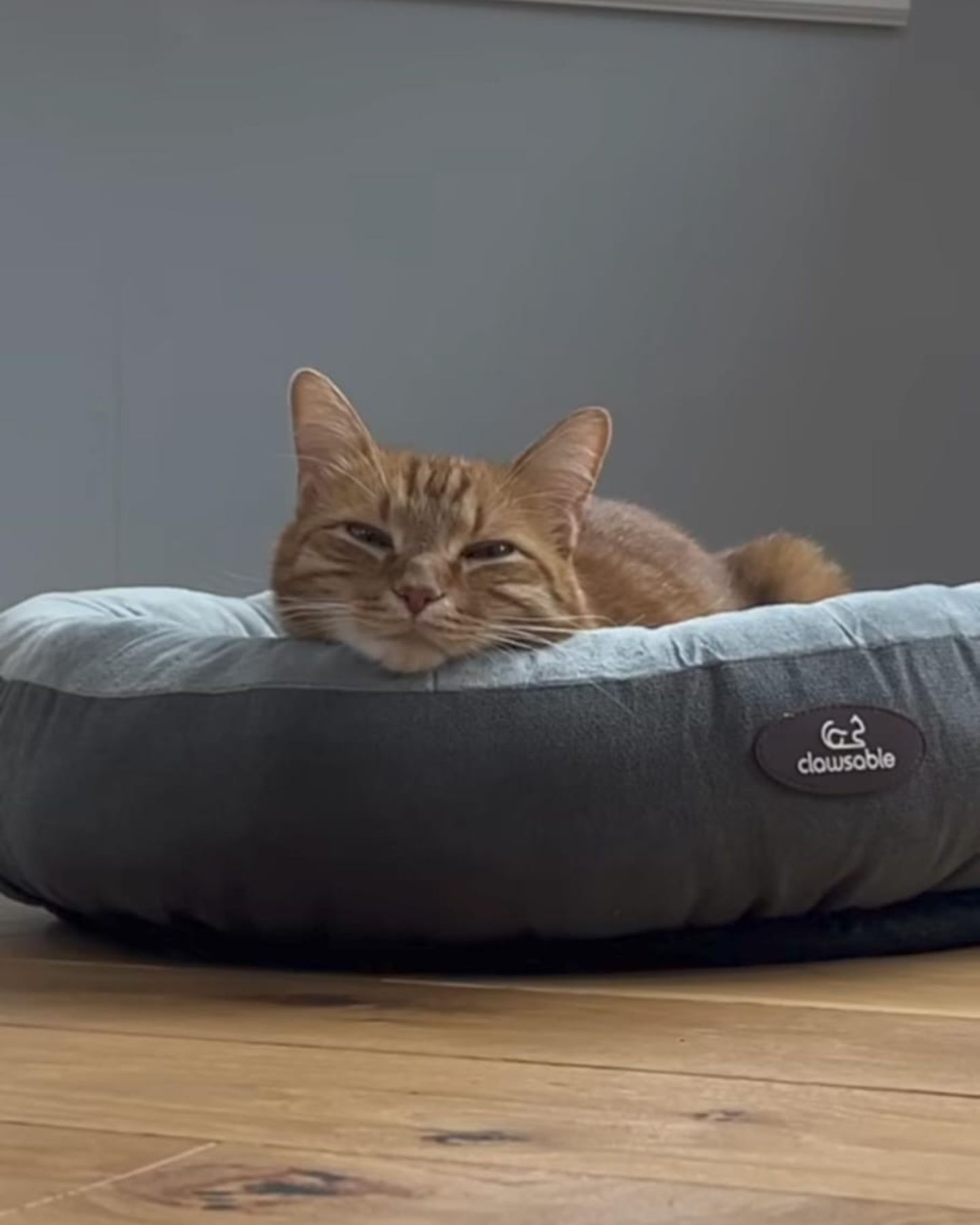 cat napping in its bed