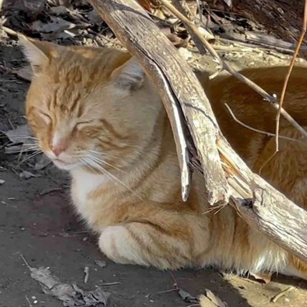 cat napping in the park