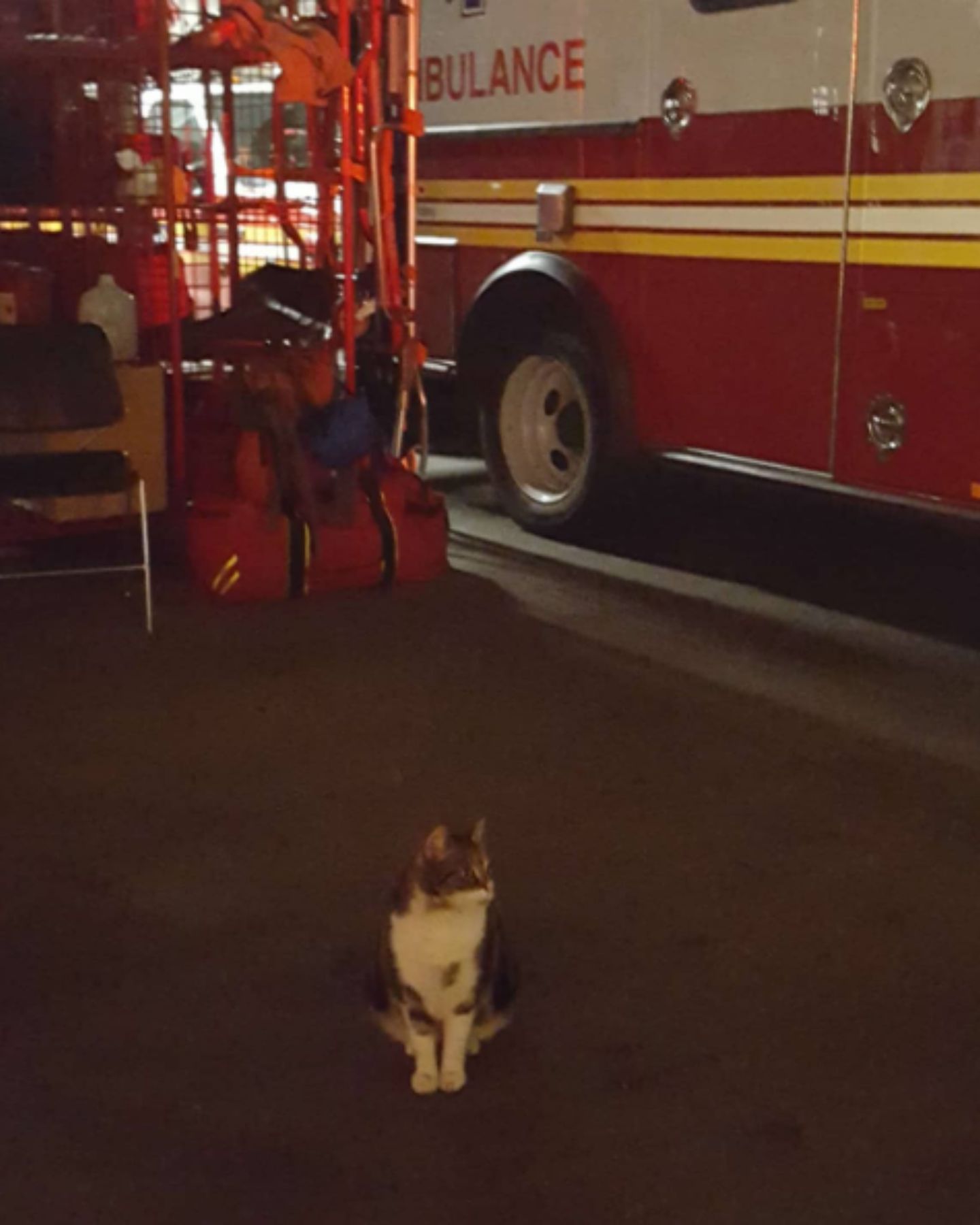 cat next to firefighter