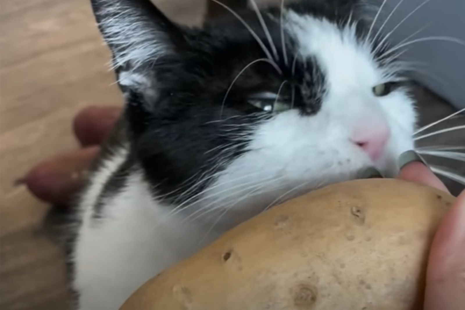 cat next to the potatoes