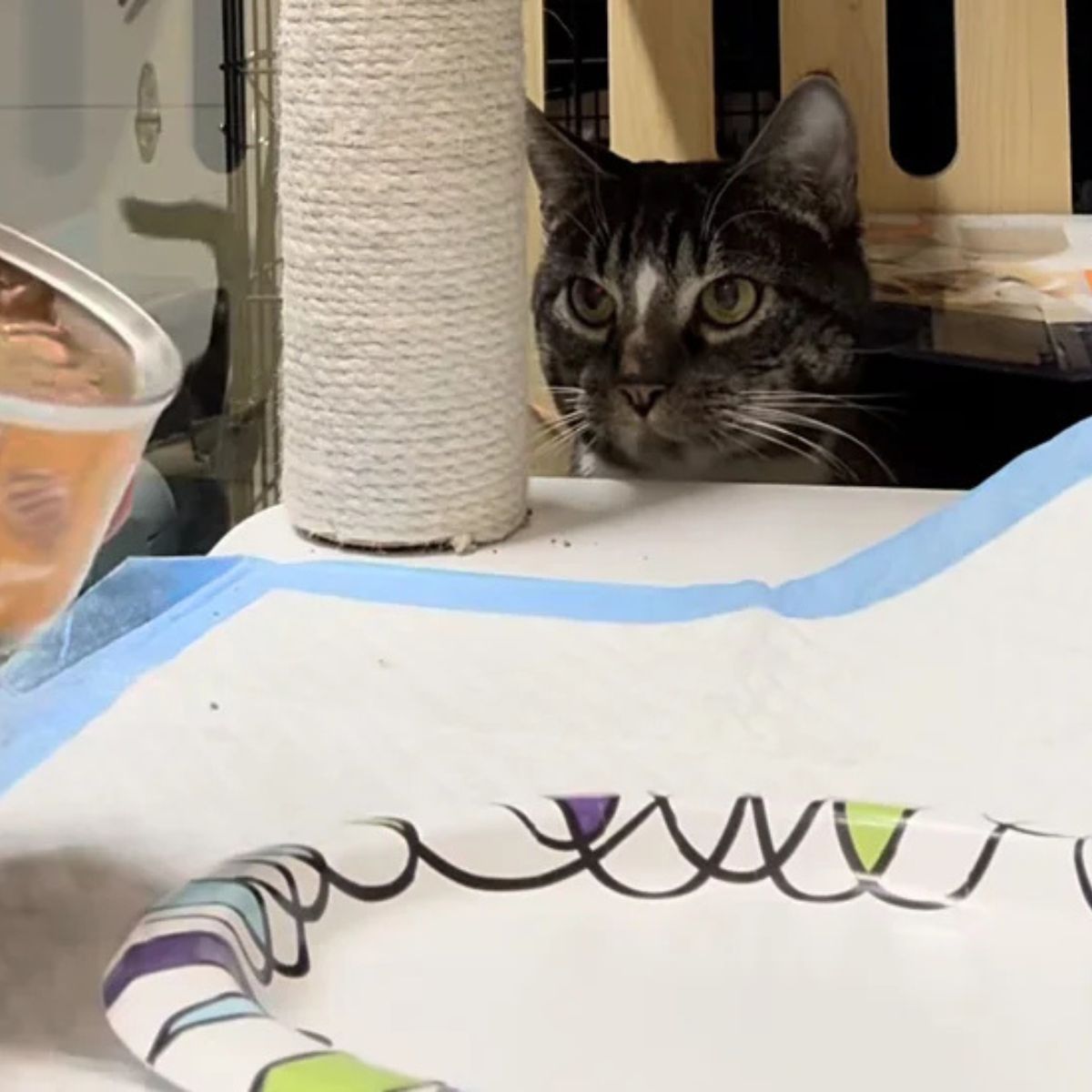cat next to the scratching post