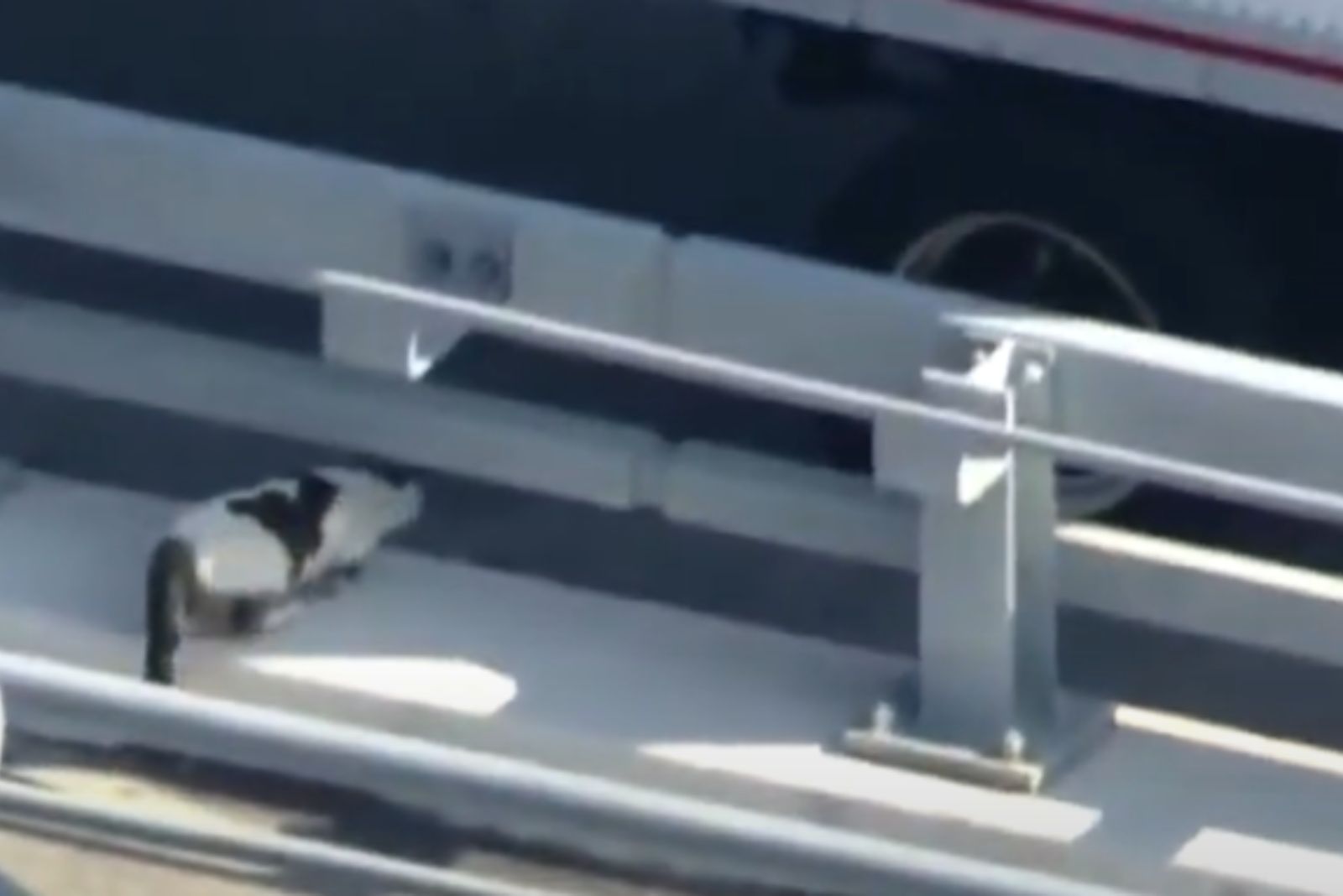 cat on bridge