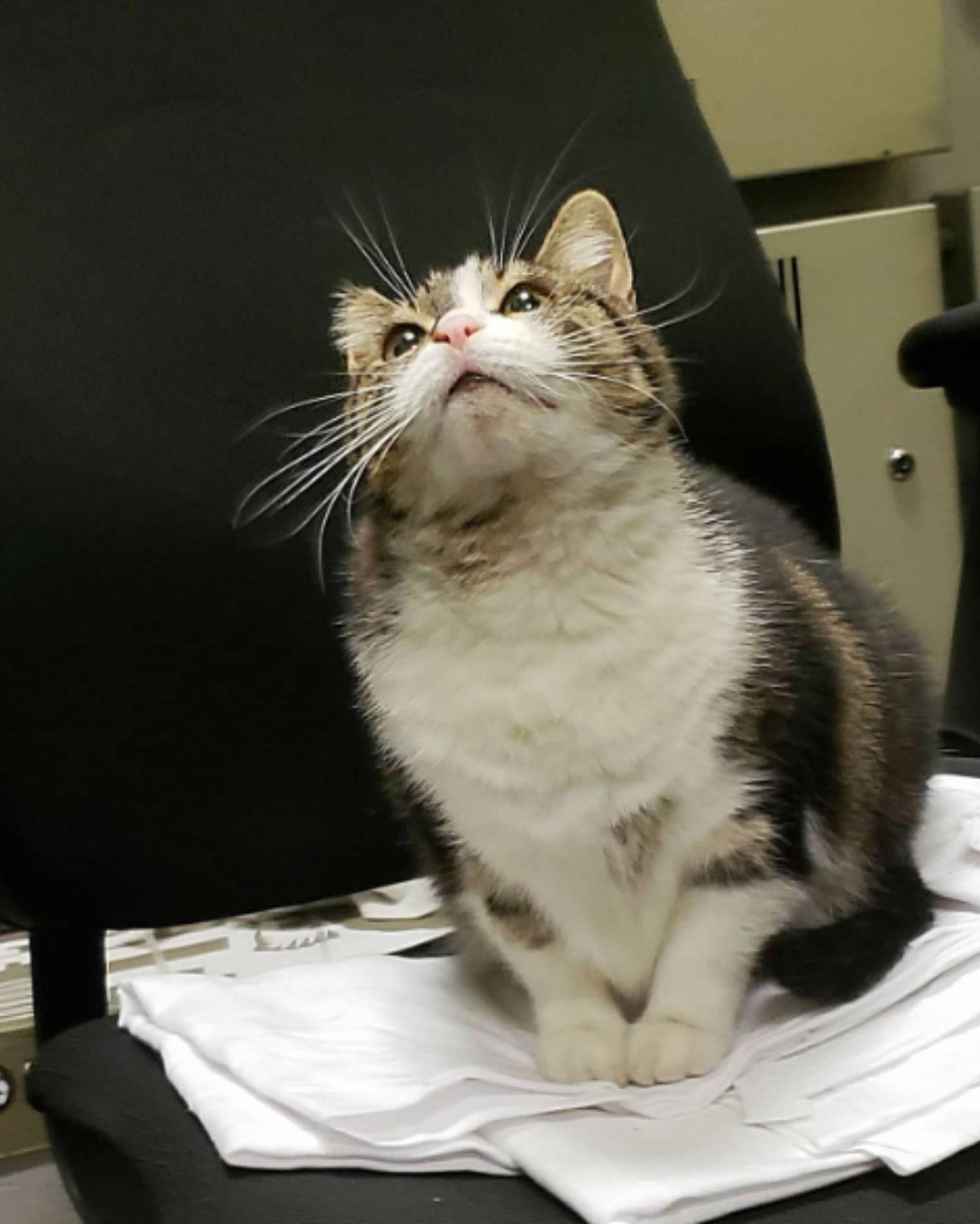 cat on chair