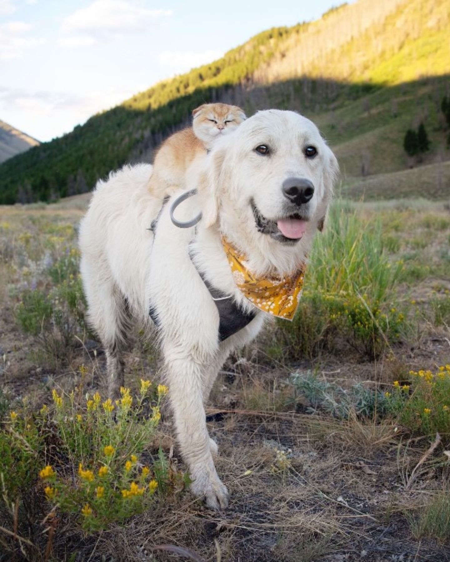 cat on dog in nature