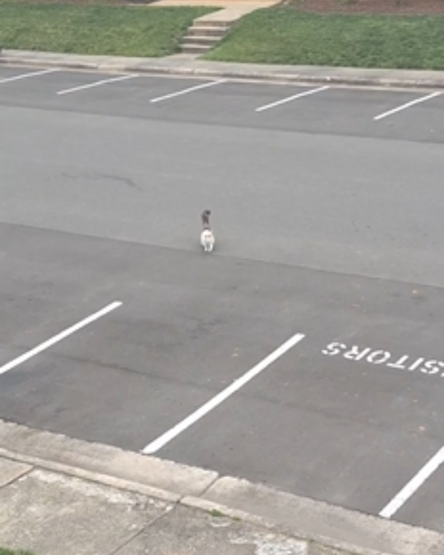 cat on the road