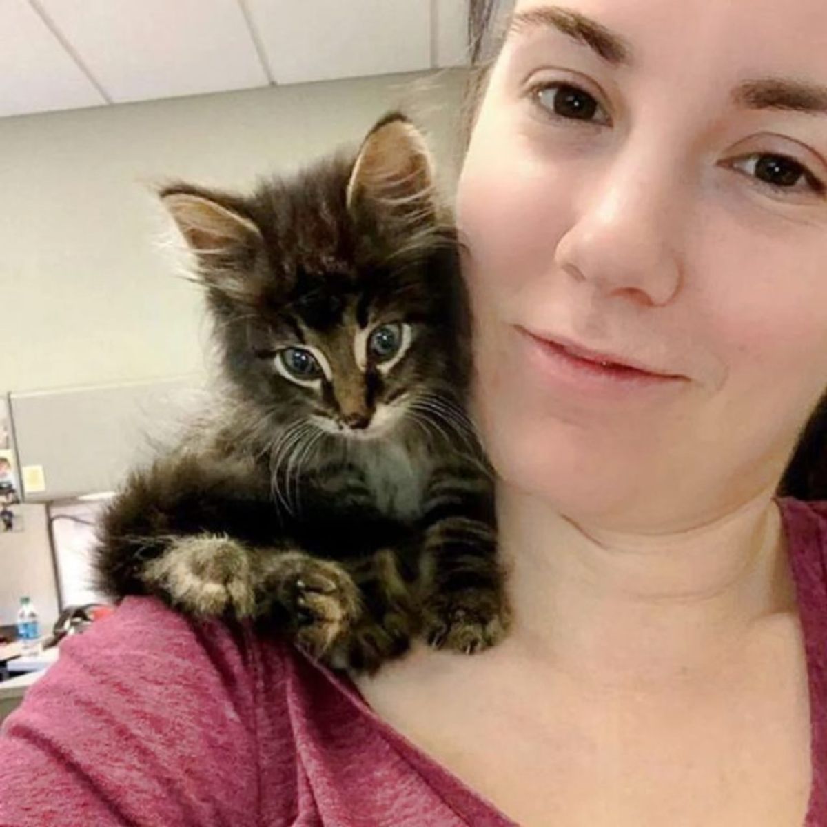 cat on the woman in the office