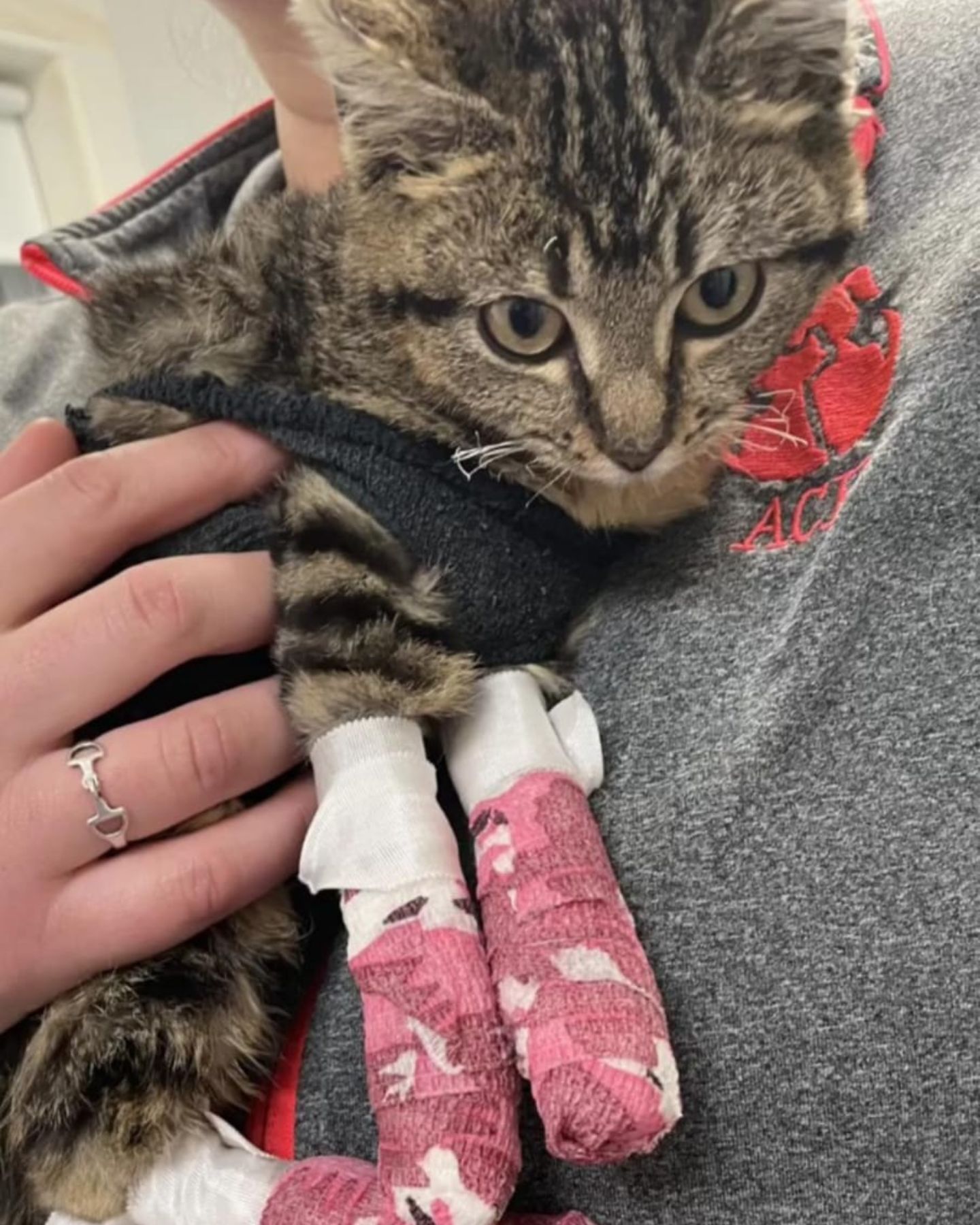 cat paws in bandages