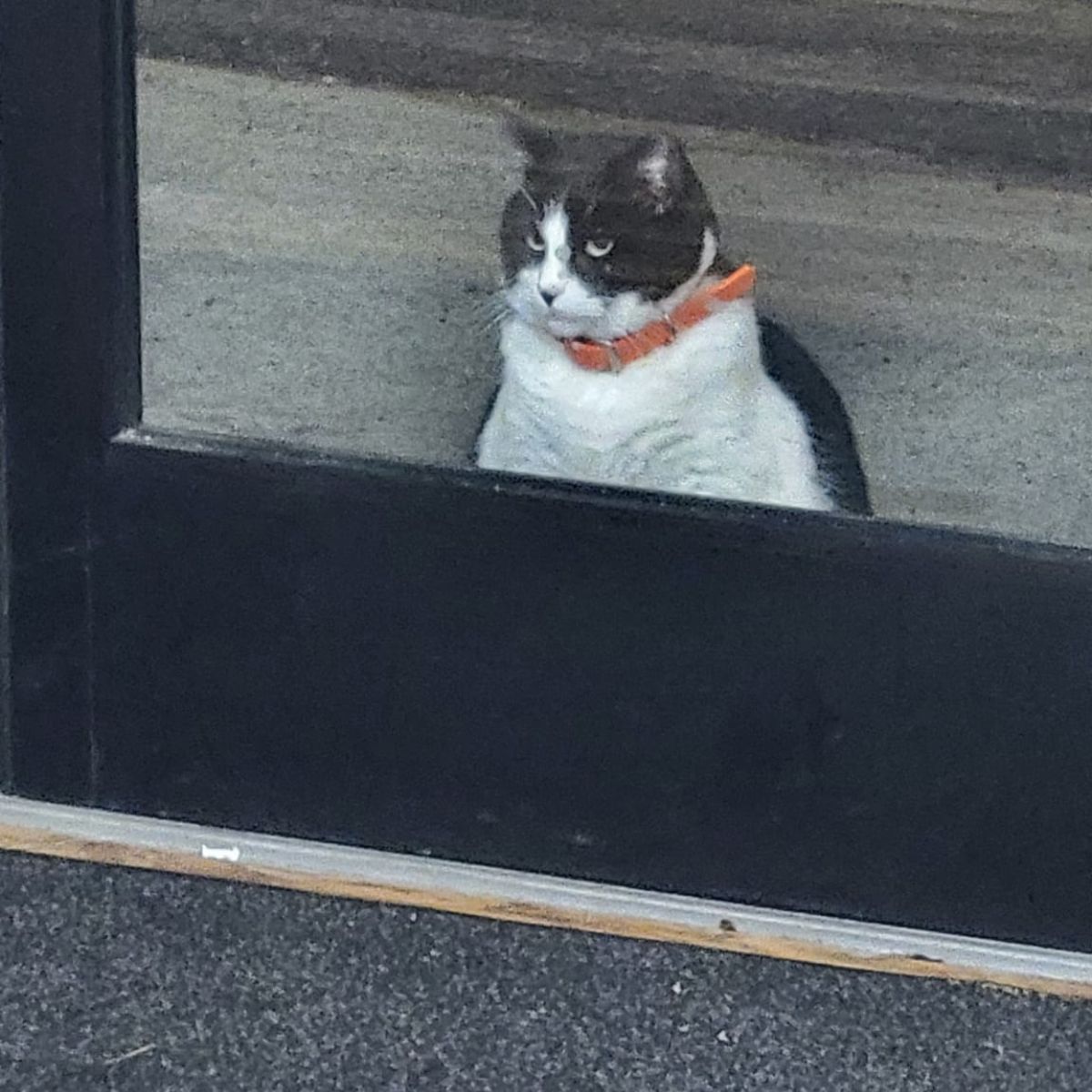 cat peeking out from behind door