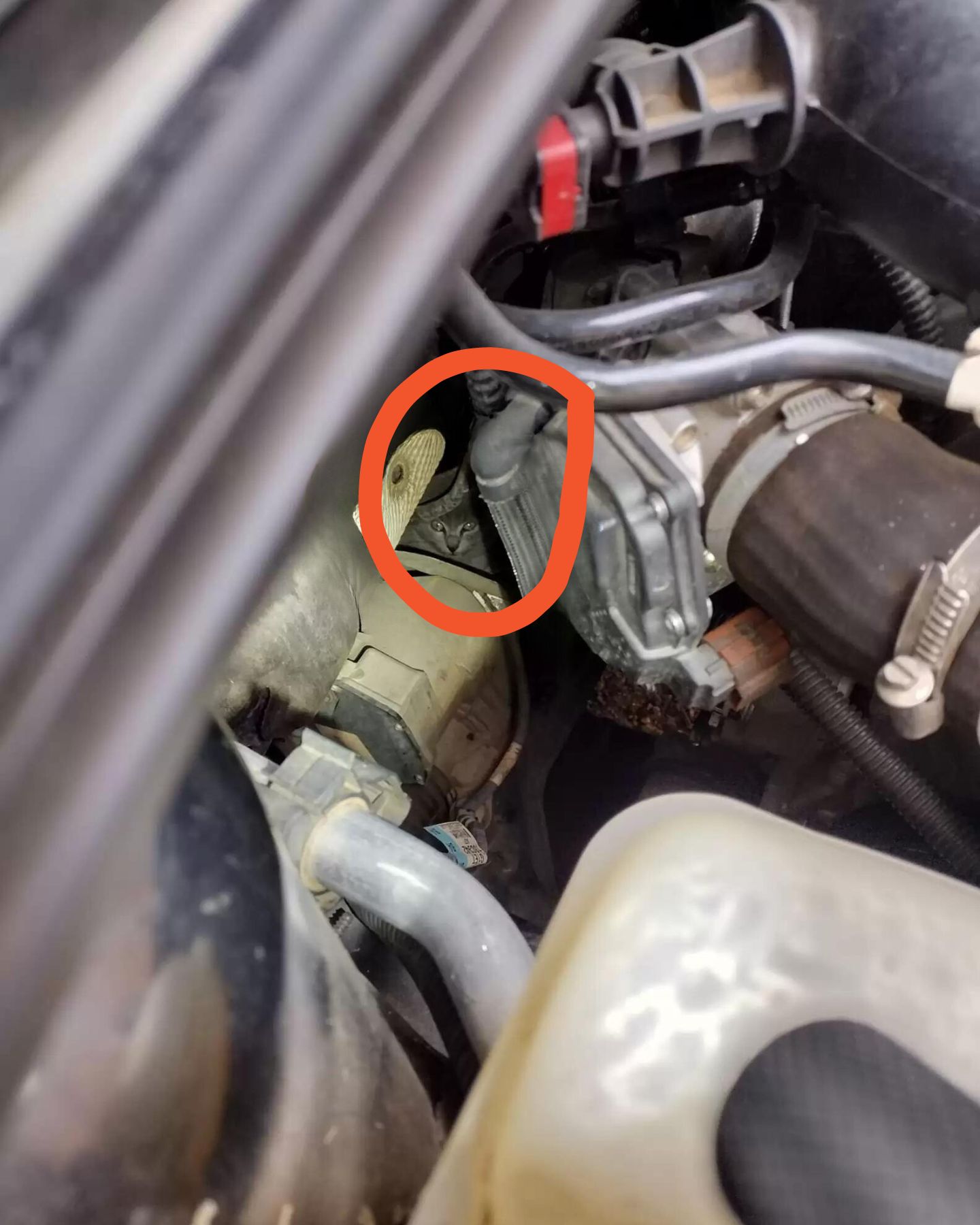 cat peeks out from under the hood of the car