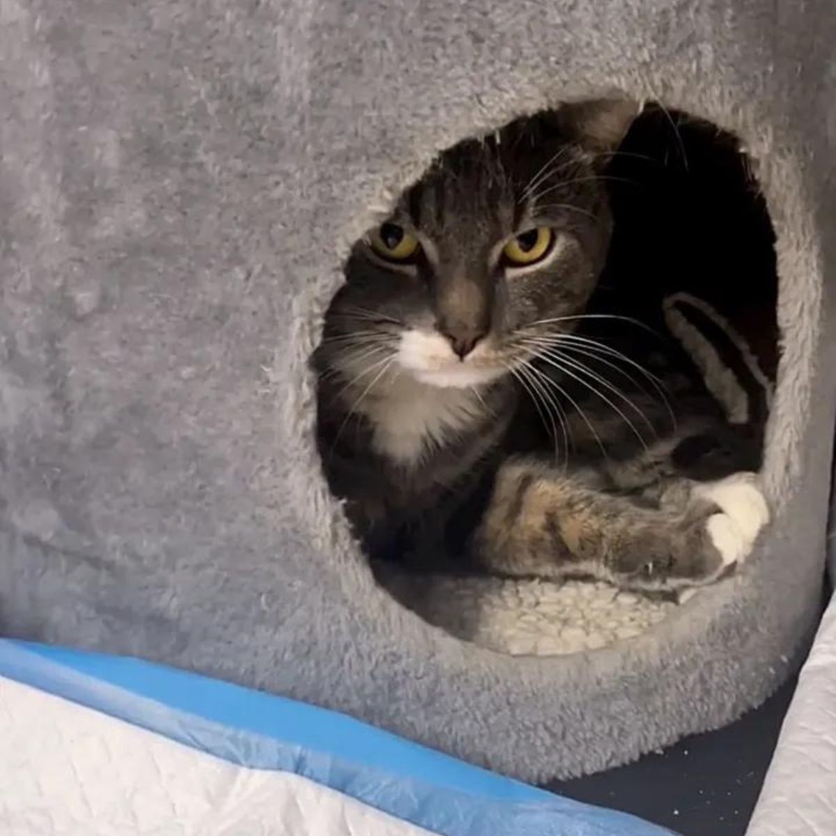 cat peeks out