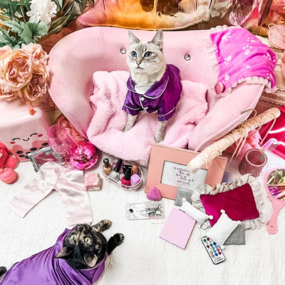 cat photography