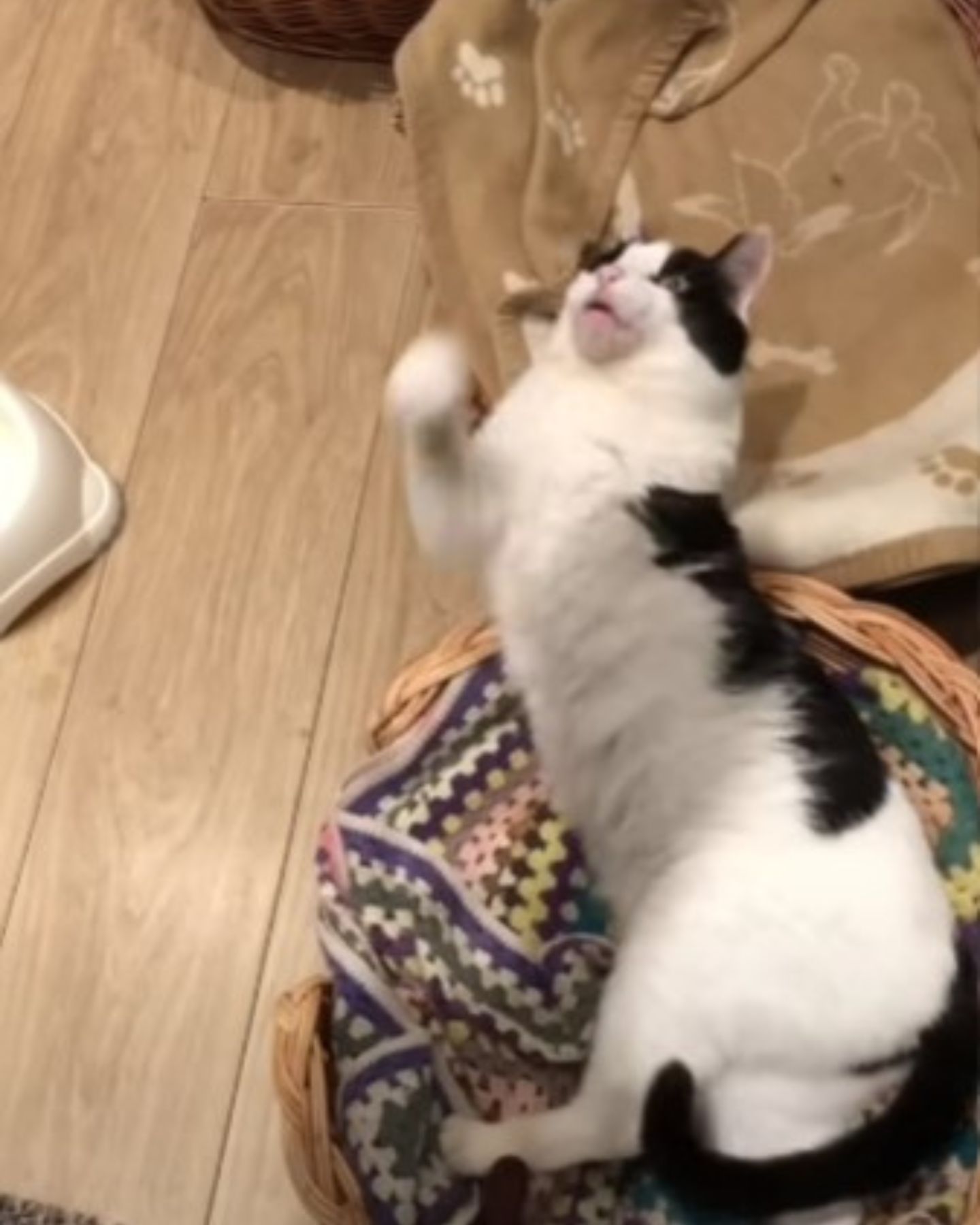 cat playing on floor