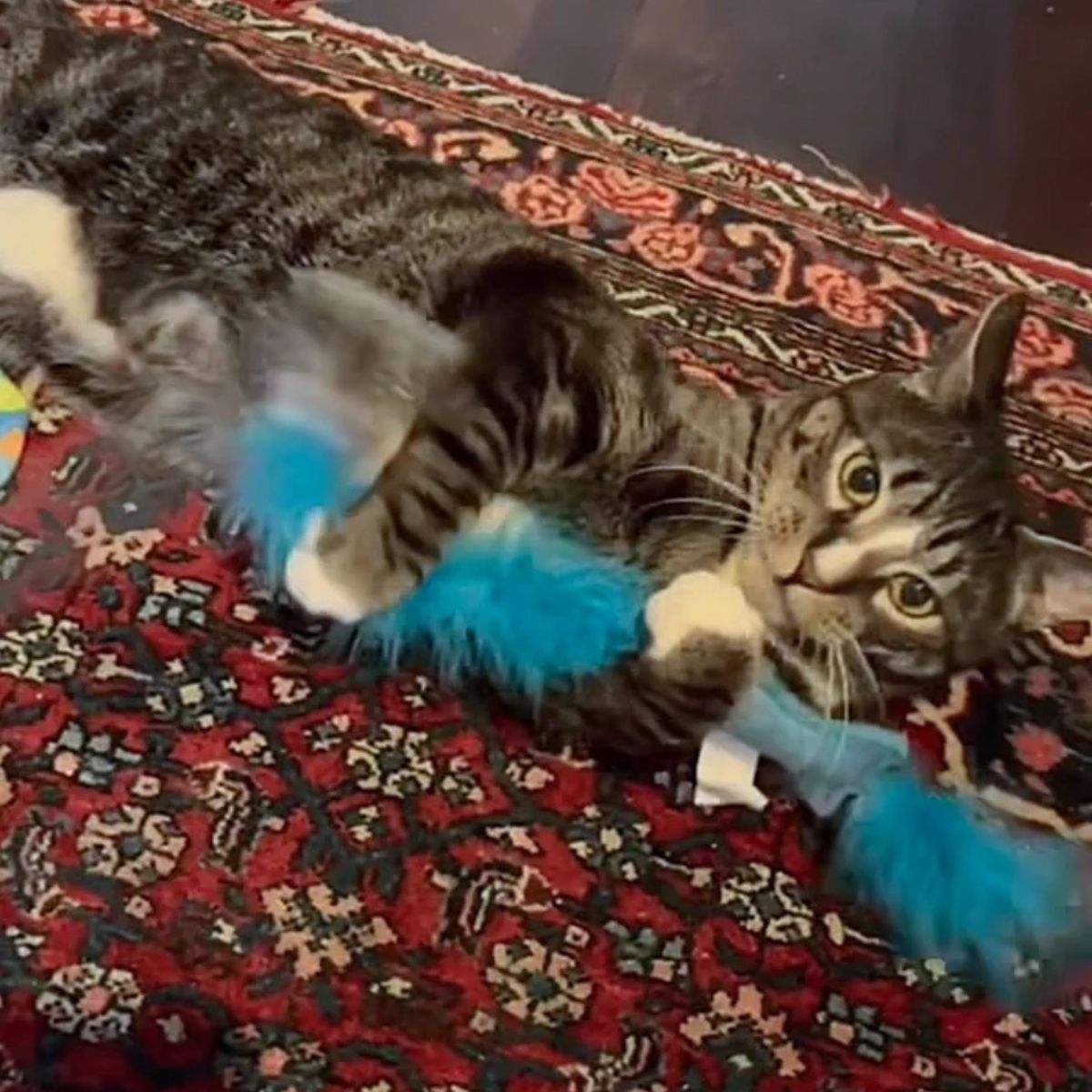 cat playing