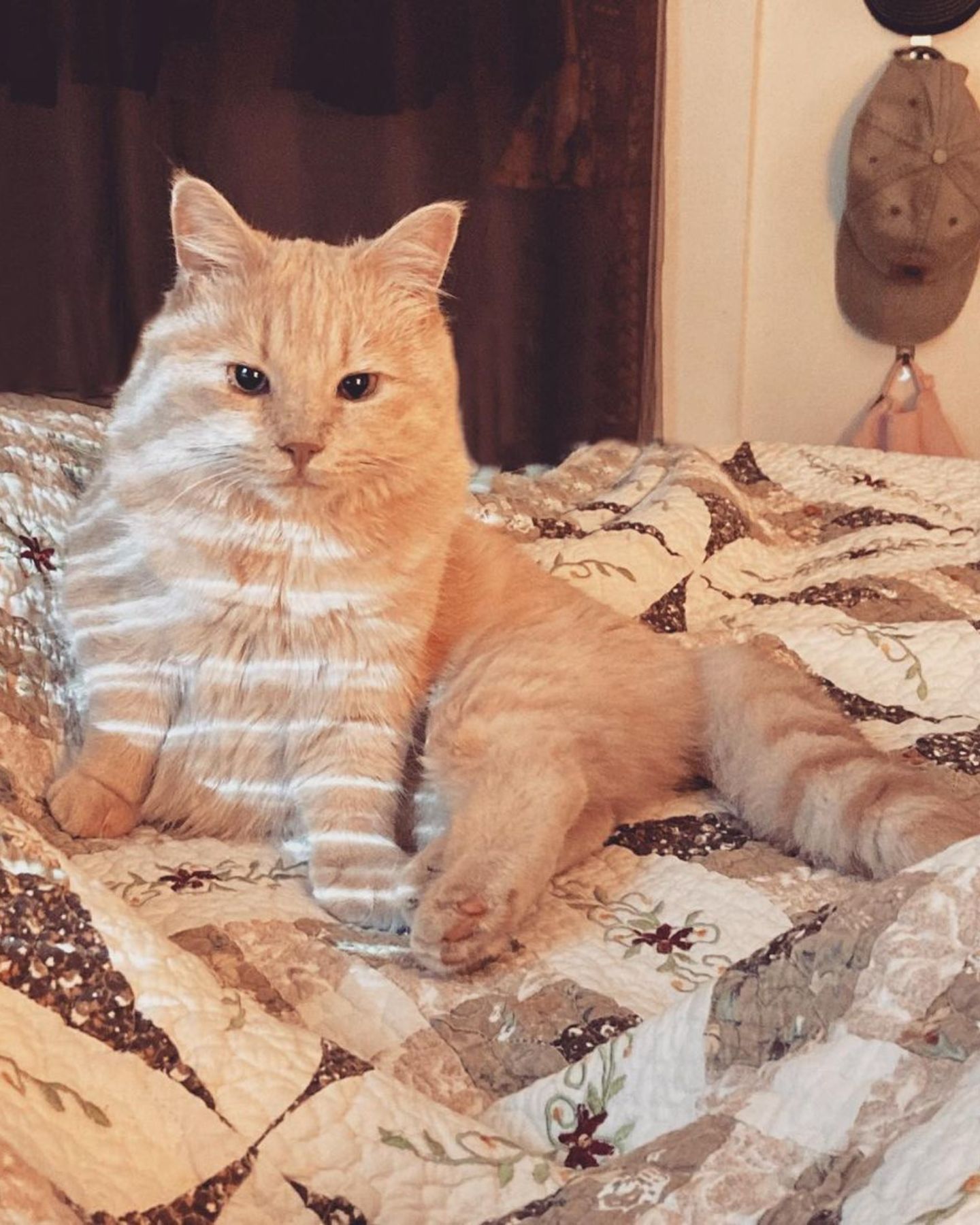 cat posing