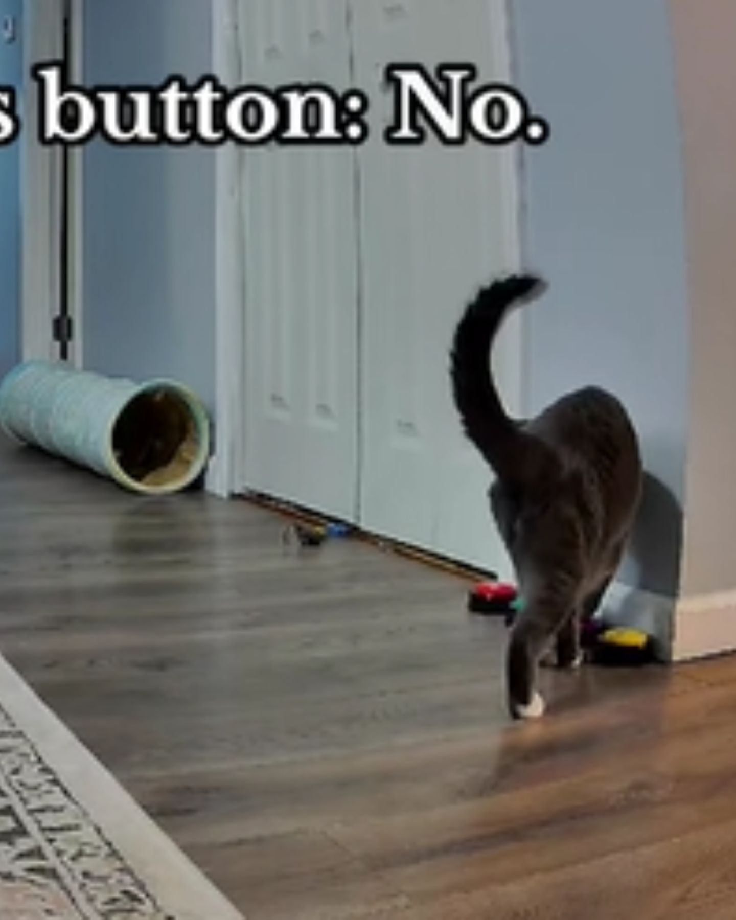 cat presses the no button