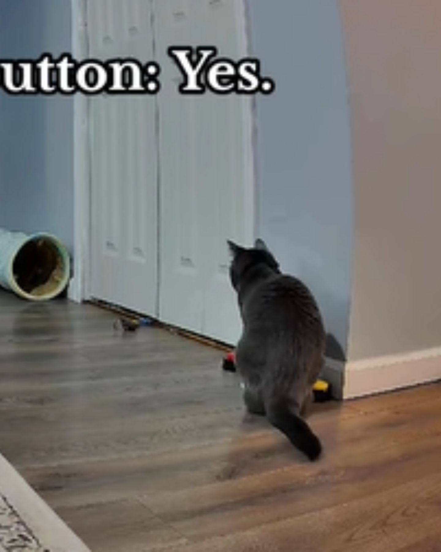 cat presses the yes button
