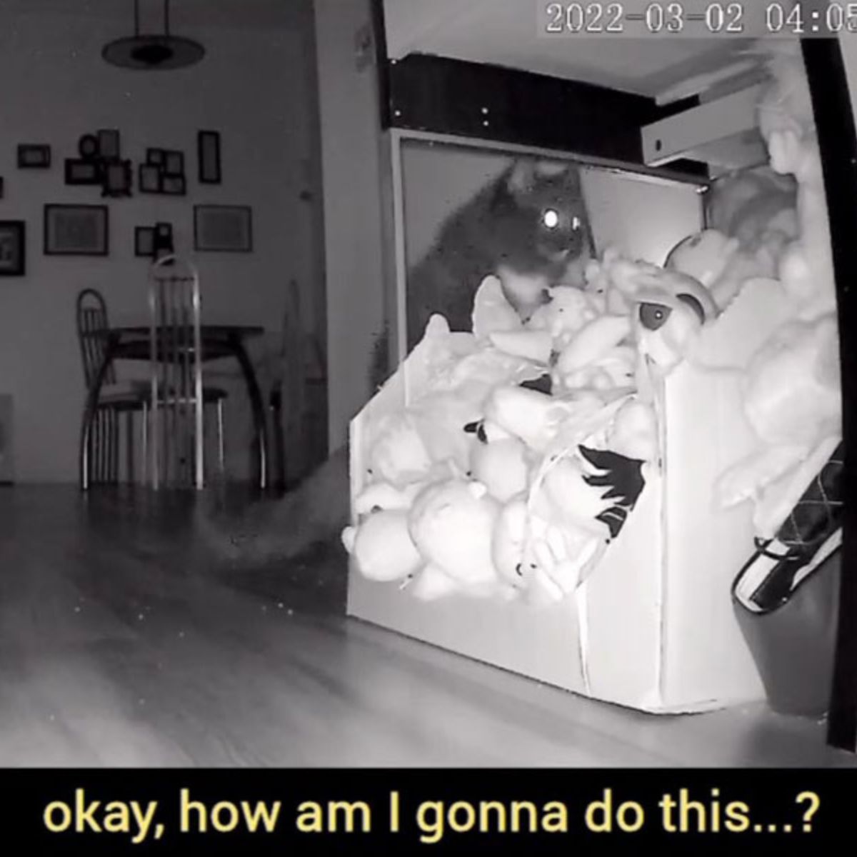 cat puts toy back in place