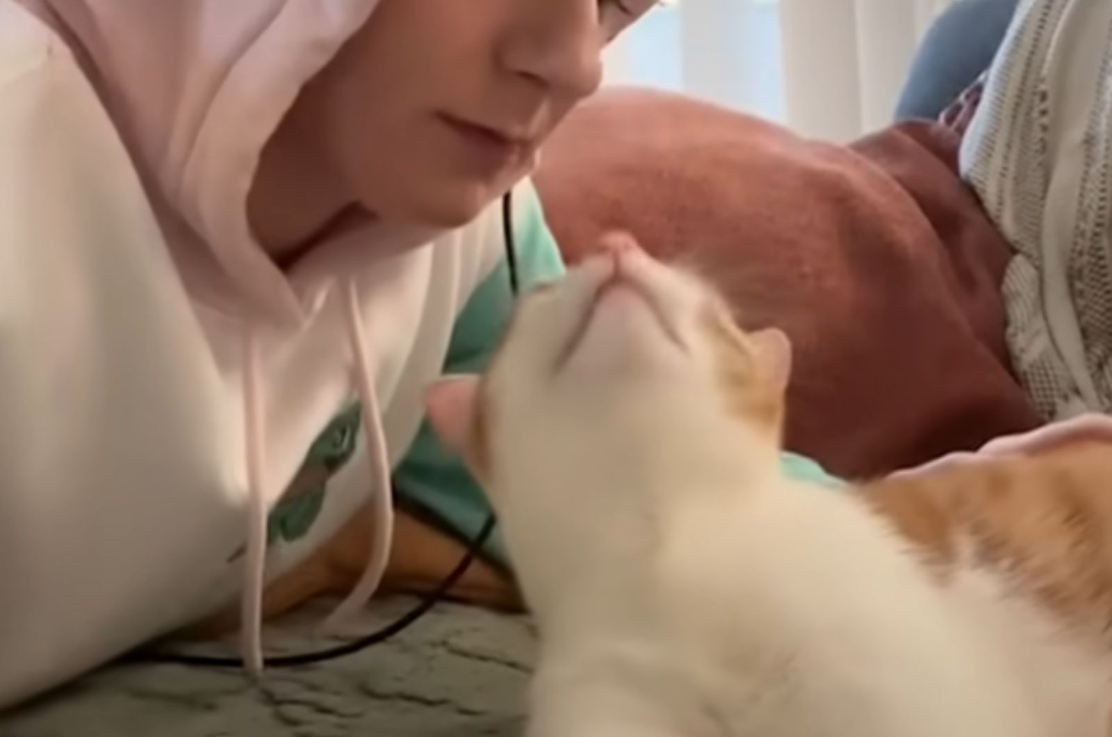 cat raised its head towards the man